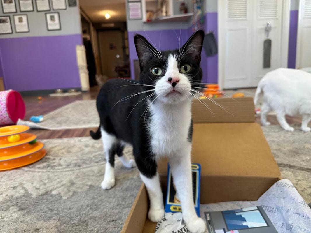 Dale, a Adoptable Domestic Short Hair in Kalamazoo, MI image 3/6