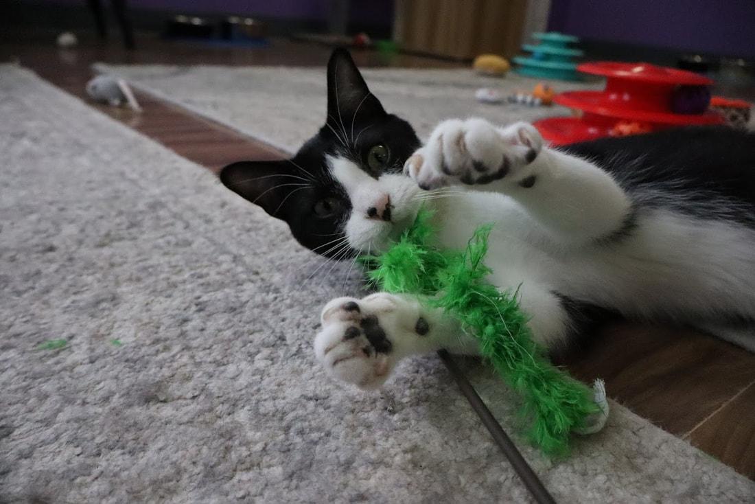 Dale, a Adoptable Domestic Short Hair in Kalamazoo, MI image 6/6