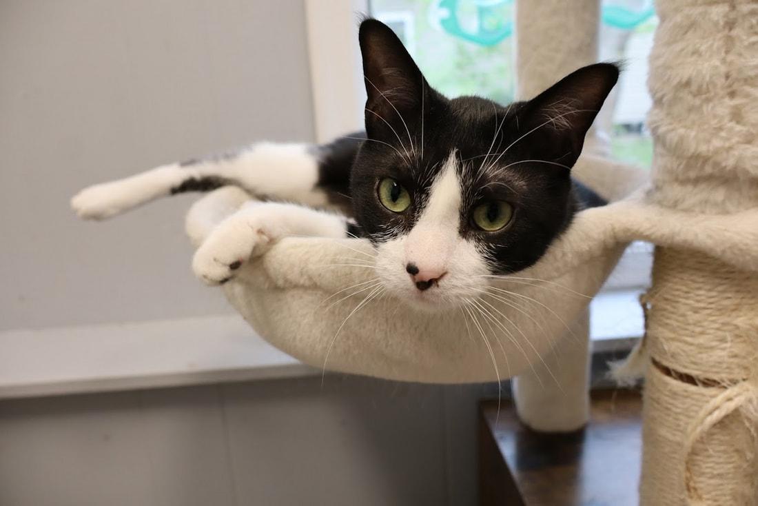 Dale, Adoptable, Adult Male Domestic Short Hair.