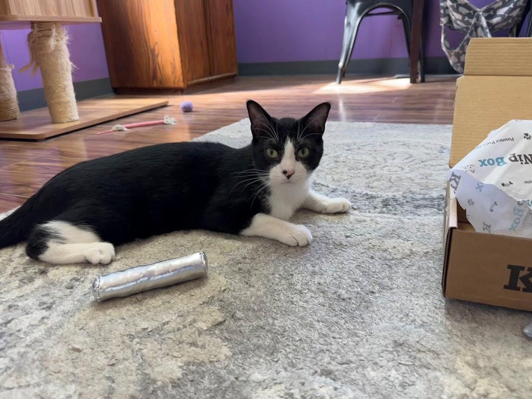 Dale, a Adoptable Domestic Short Hair in Kalamazoo, MI image 4/6