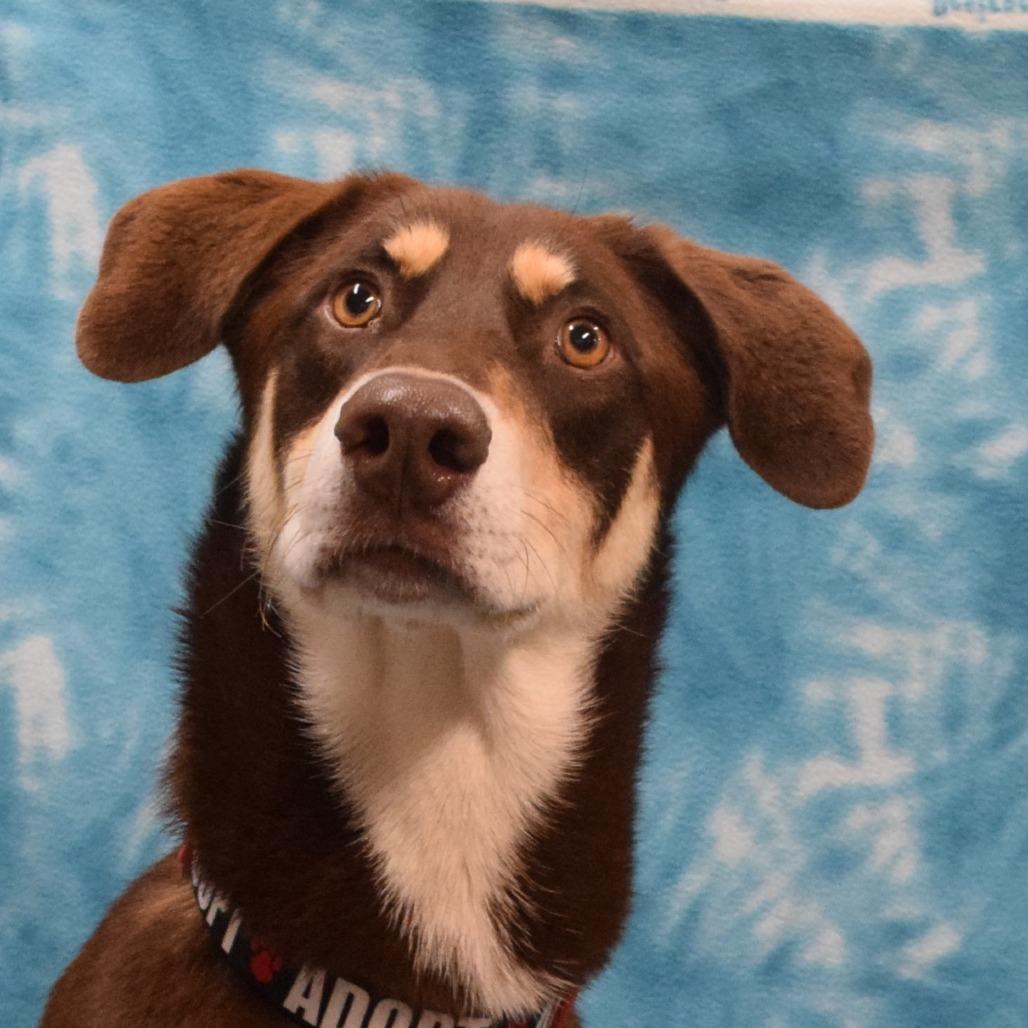 Latte, Adoptable, Adult Male Chocolate Labrador Retriever.