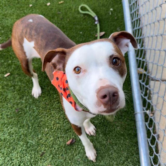 Enlarge ROXY, a Adoptable mixed breed in Murfreesboro, TN image 1/1