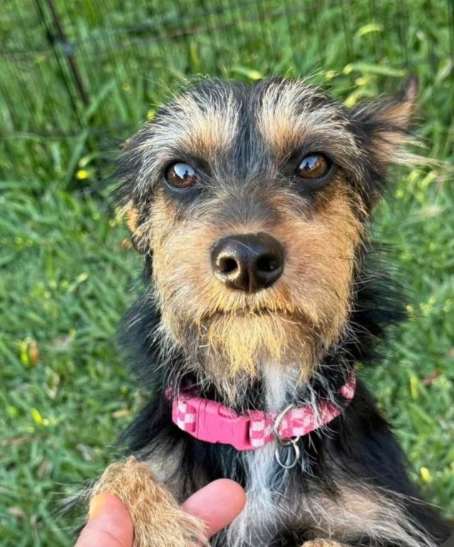 Enlarge Gypsy, a ADOPTABLE mixed breed in Sparta, NJ image 5/5