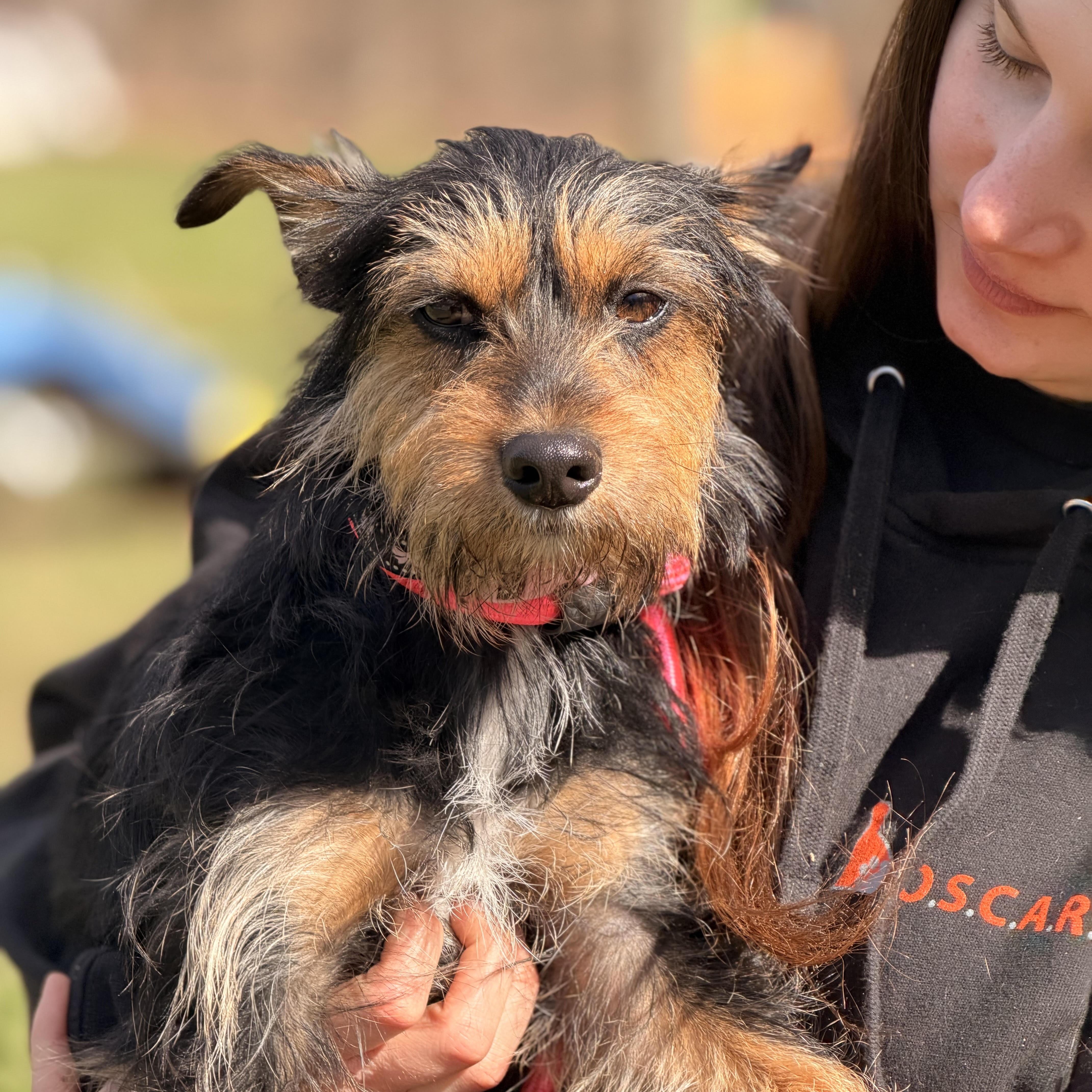 Enlarge Gypsy, a ADOPTABLE mixed breed in Sparta, NJ image 3/5