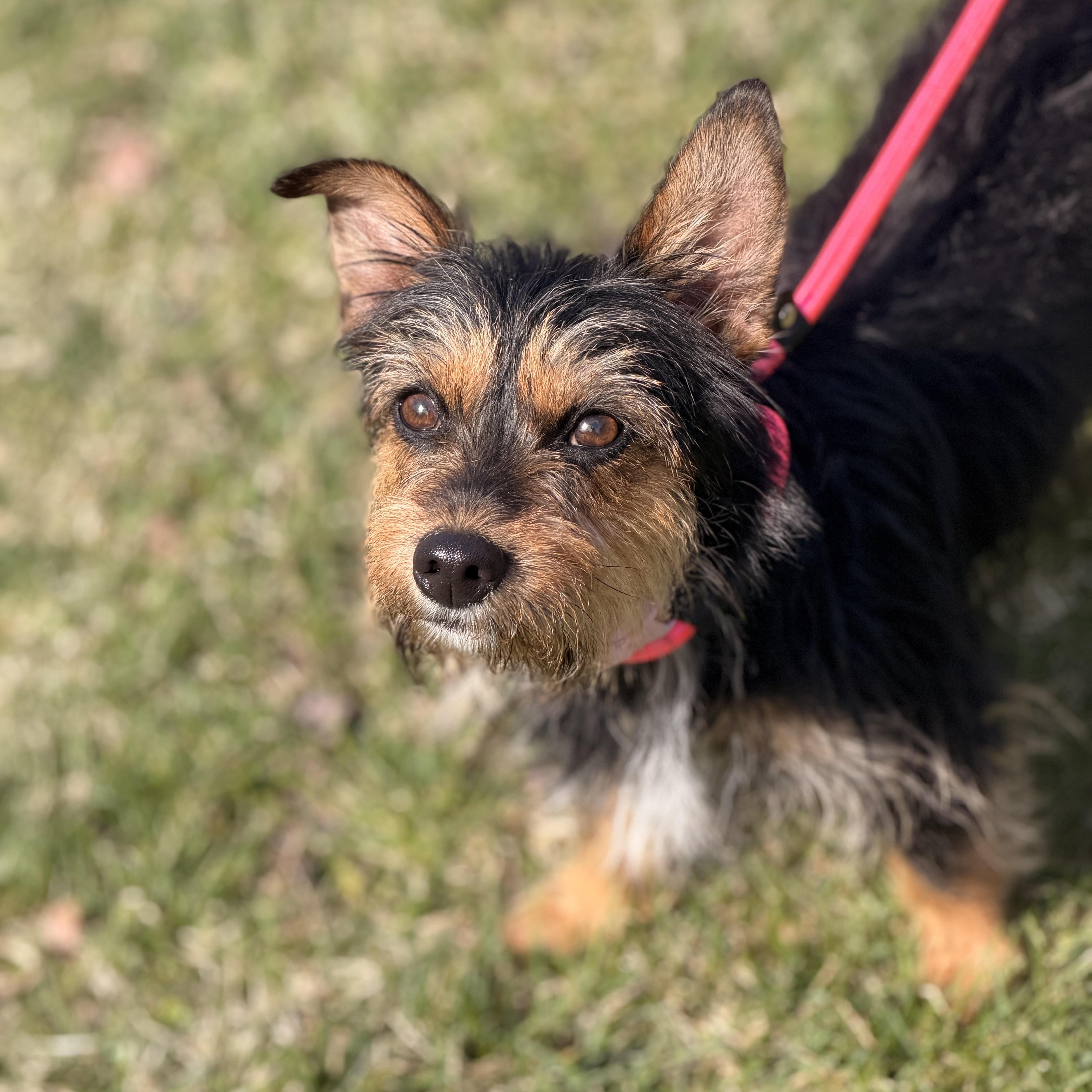 Enlarge Gypsy, a ADOPTABLE mixed breed in Sparta, NJ image 4/5
