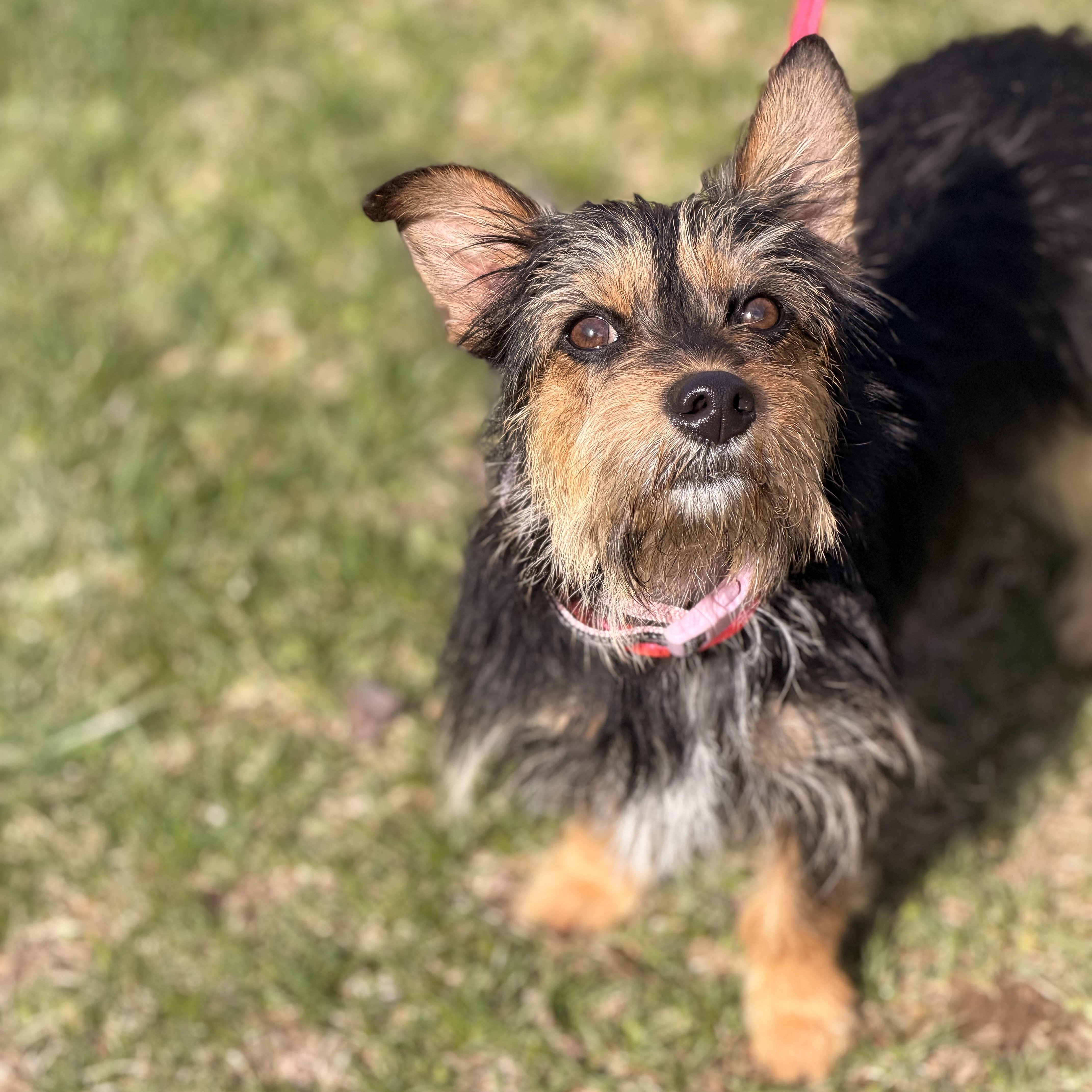Enlarge Gypsy, a ADOPTABLE mixed breed in Sparta, NJ image 2/5