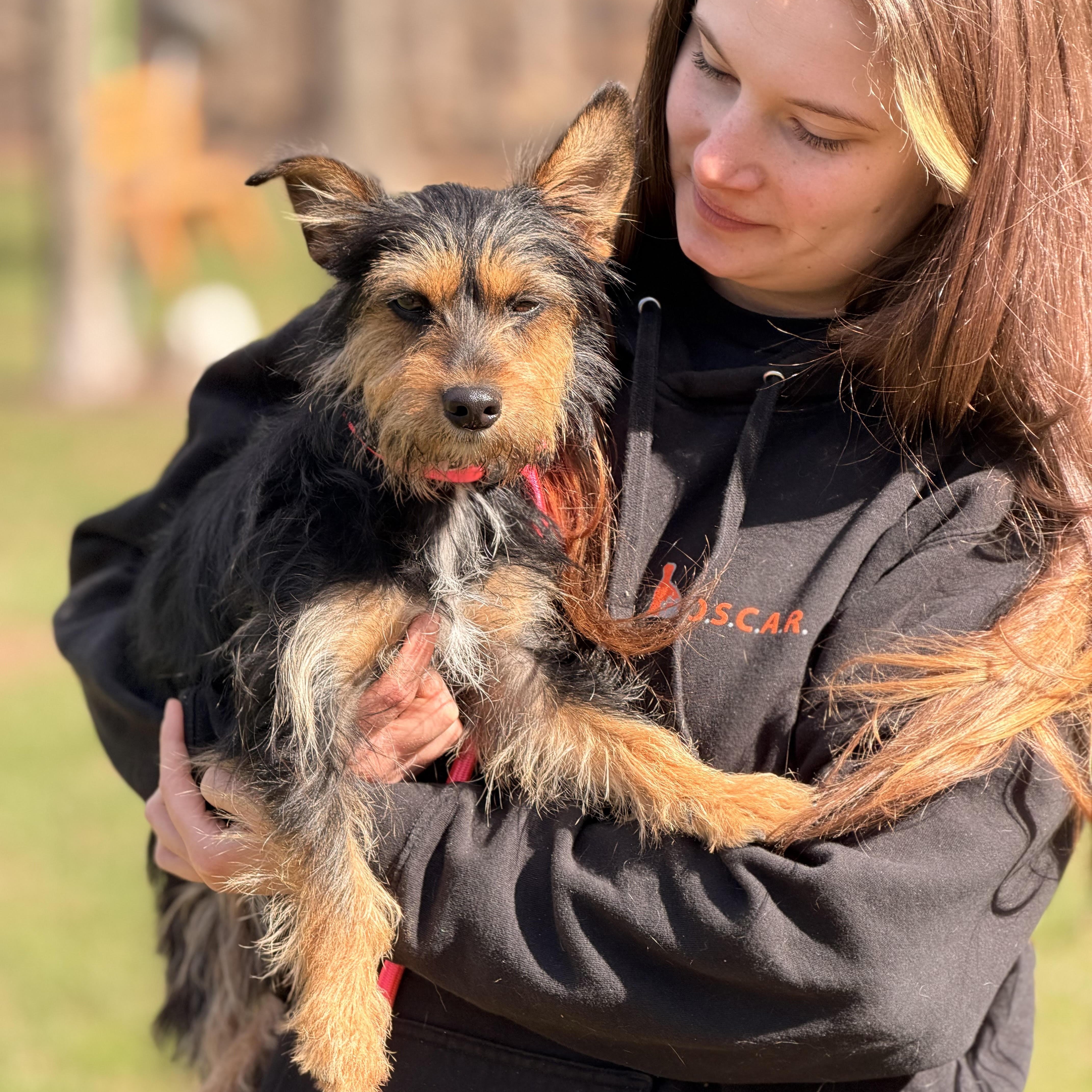 Enlarge Gypsy, a ADOPTABLE mixed breed in Sparta, NJ image 1/5