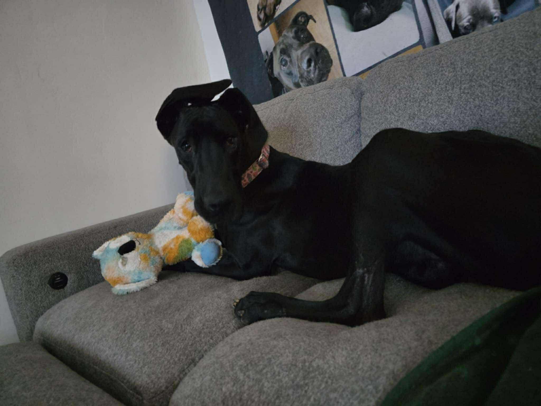 Surprise, Adoptable, Young Female Great Dane.