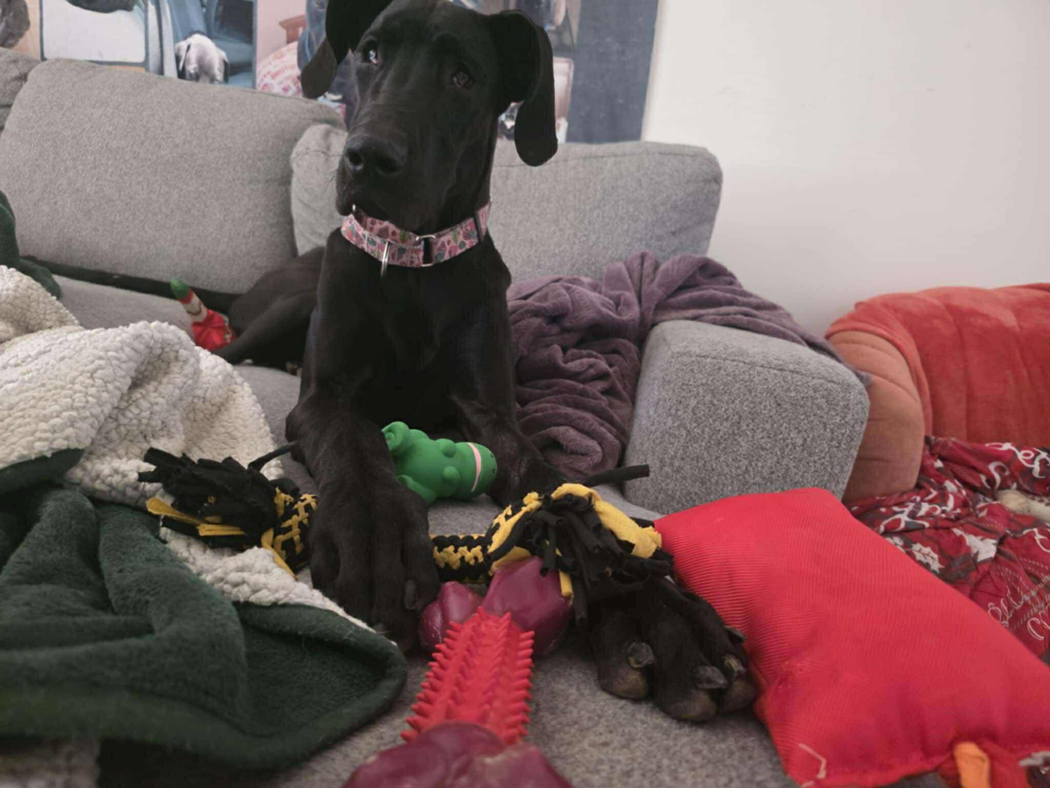 Surprise, a Adoptable Great Dane in Mesa, AZ image 2/6