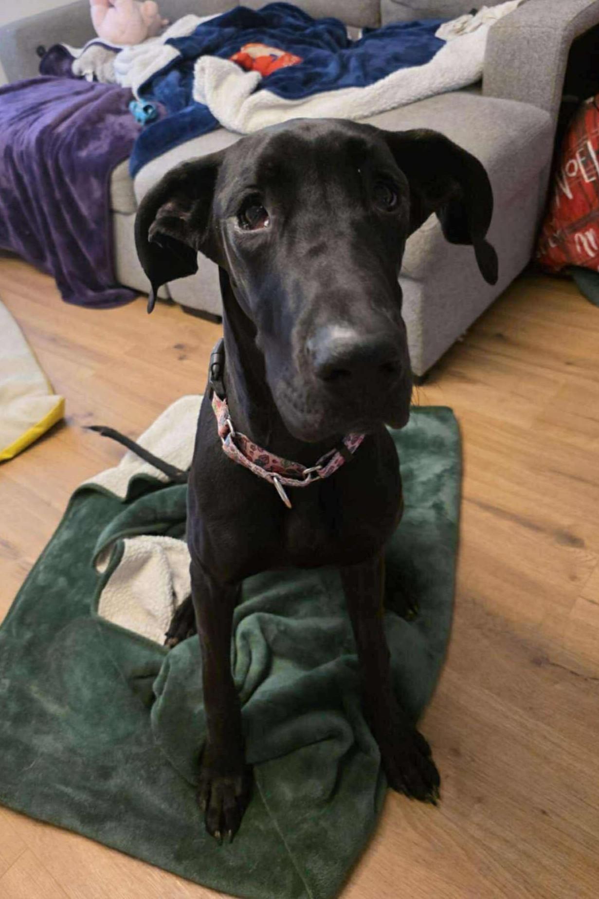 Surprise, a Adoptable Great Dane in Mesa, AZ image 3/6