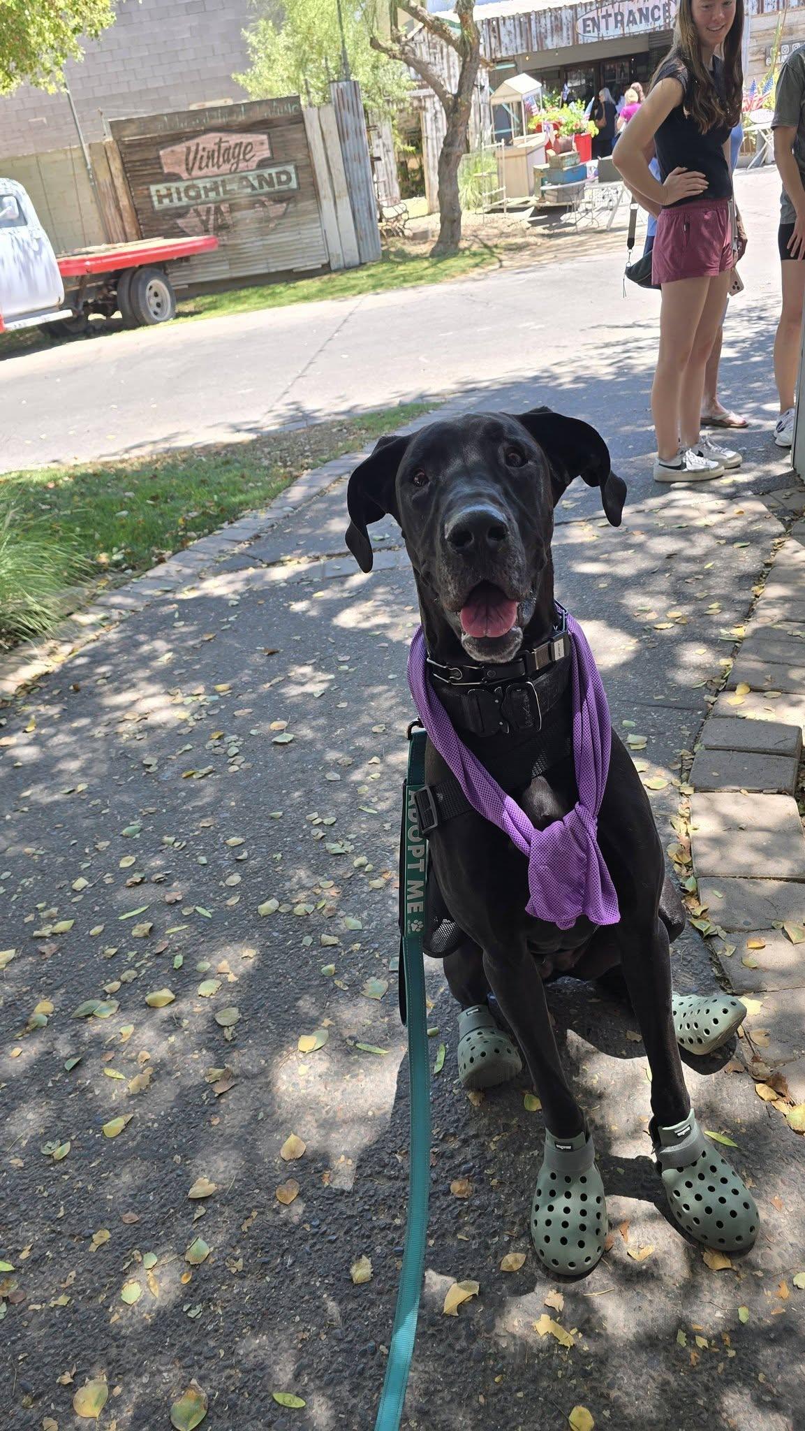 Surprise, a Adoptable Great Dane in Mesa, AZ image 4/6