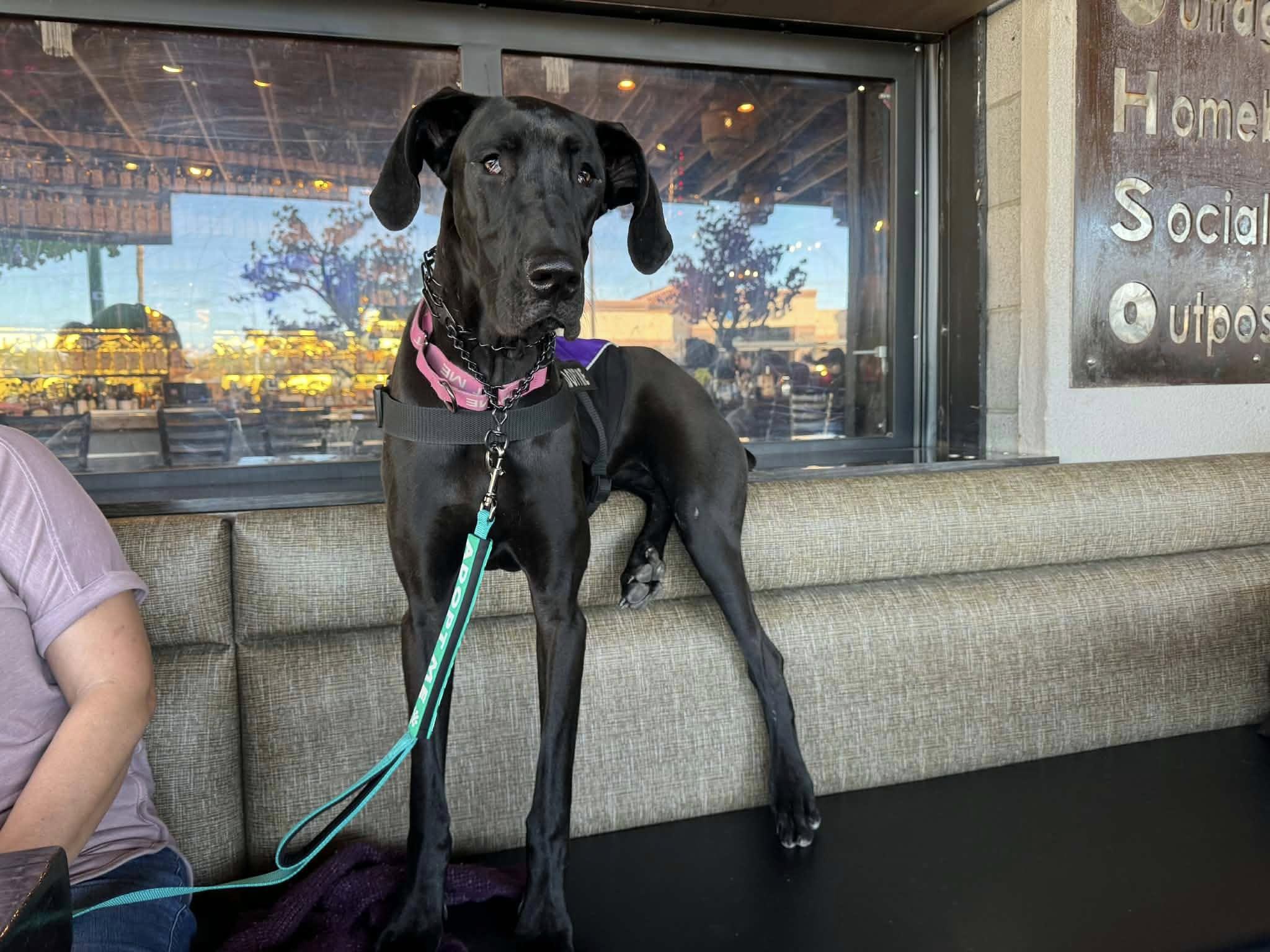 Surprise, a Adoptable Great Dane in Mesa, AZ image 5/6