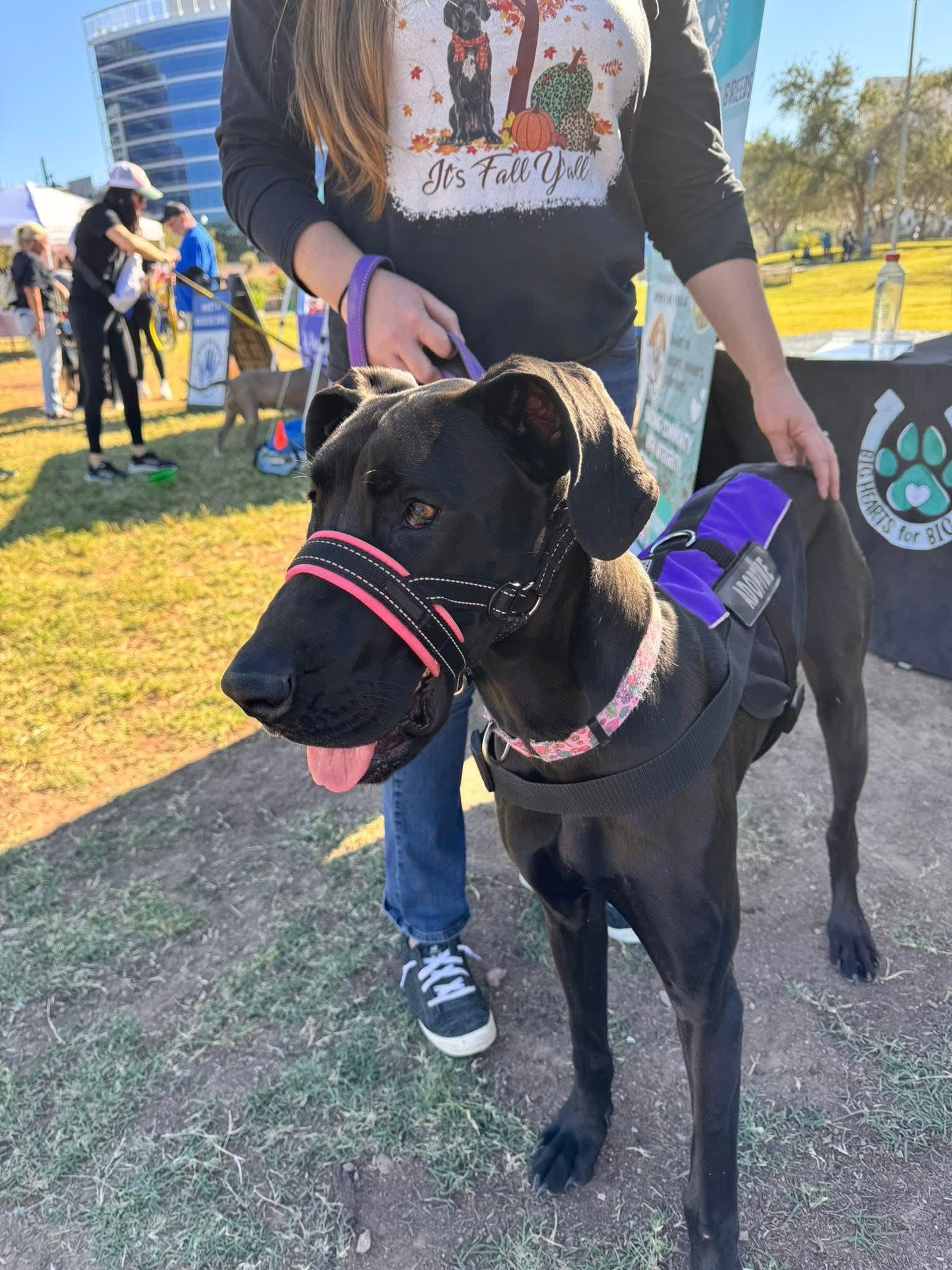 Surprise, a Adoptable Great Dane in Mesa, AZ image 6/6