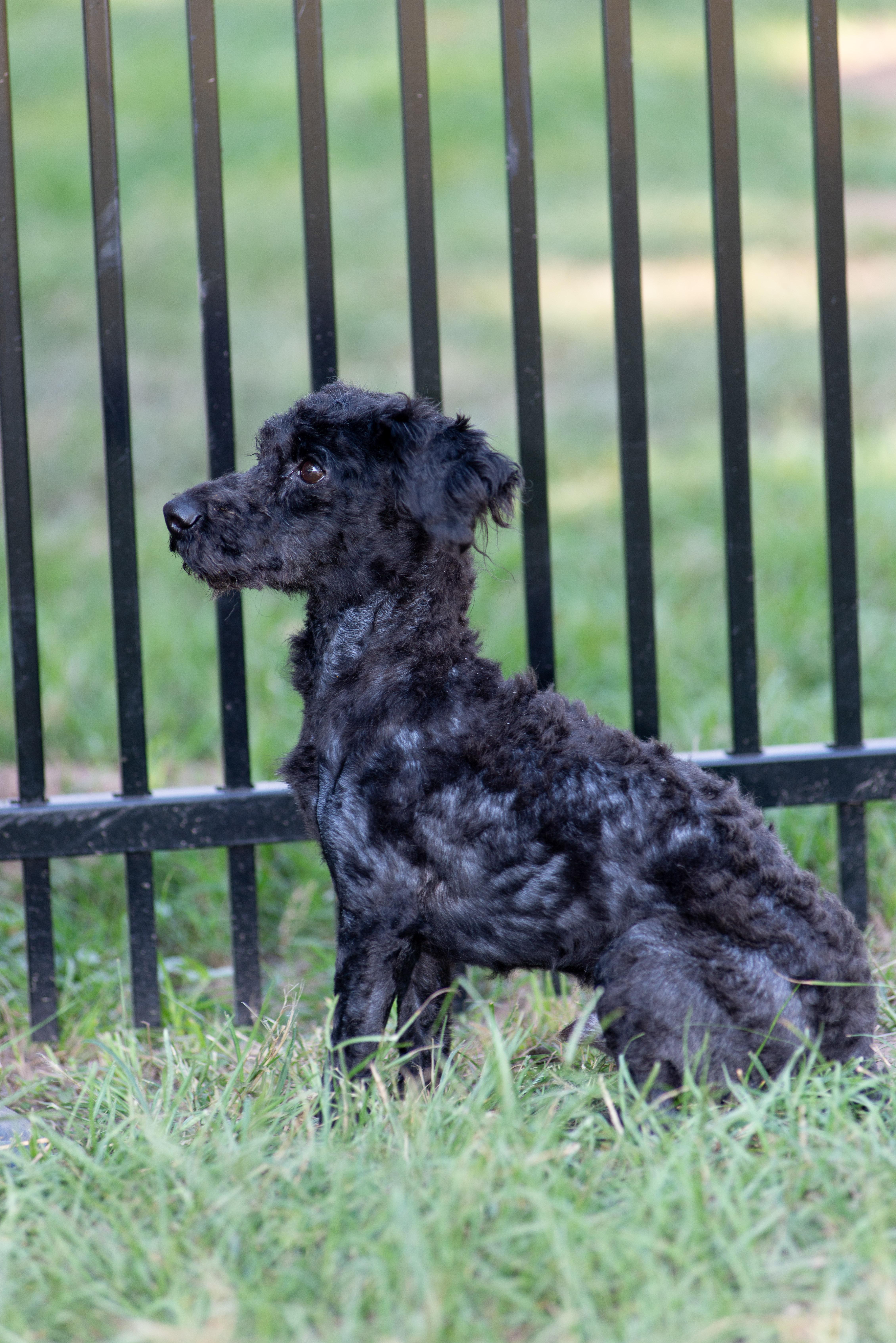 Tylin, an adoptable Schnoodle in Richmond, TX, 77406 | Photo Image 1
