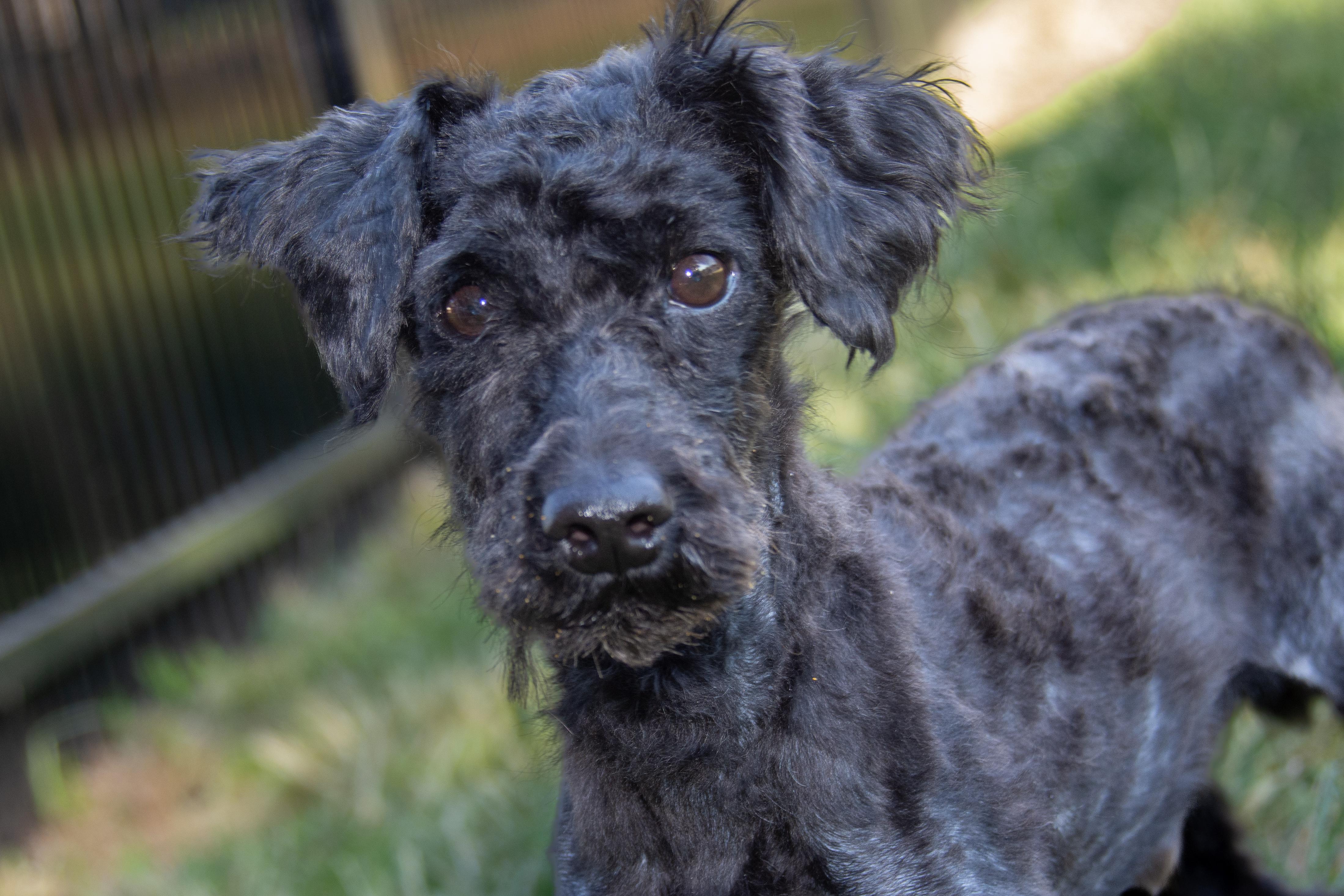 Tylin, an adoptable Schnoodle in Richmond, TX, 77406 | Photo Image 3