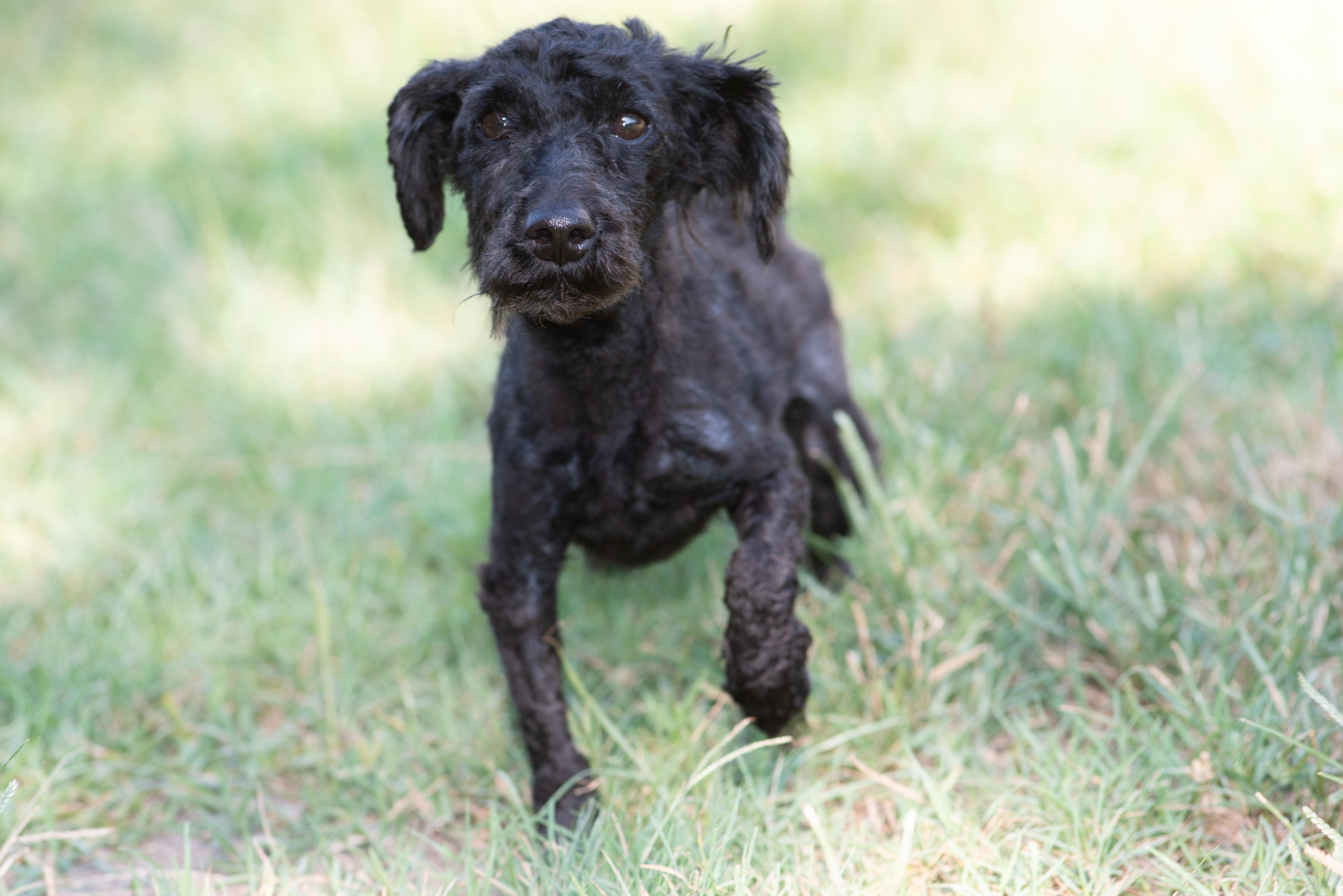 Tylin, an adoptable Schnoodle in Richmond, TX, 77406 | Photo Image 2