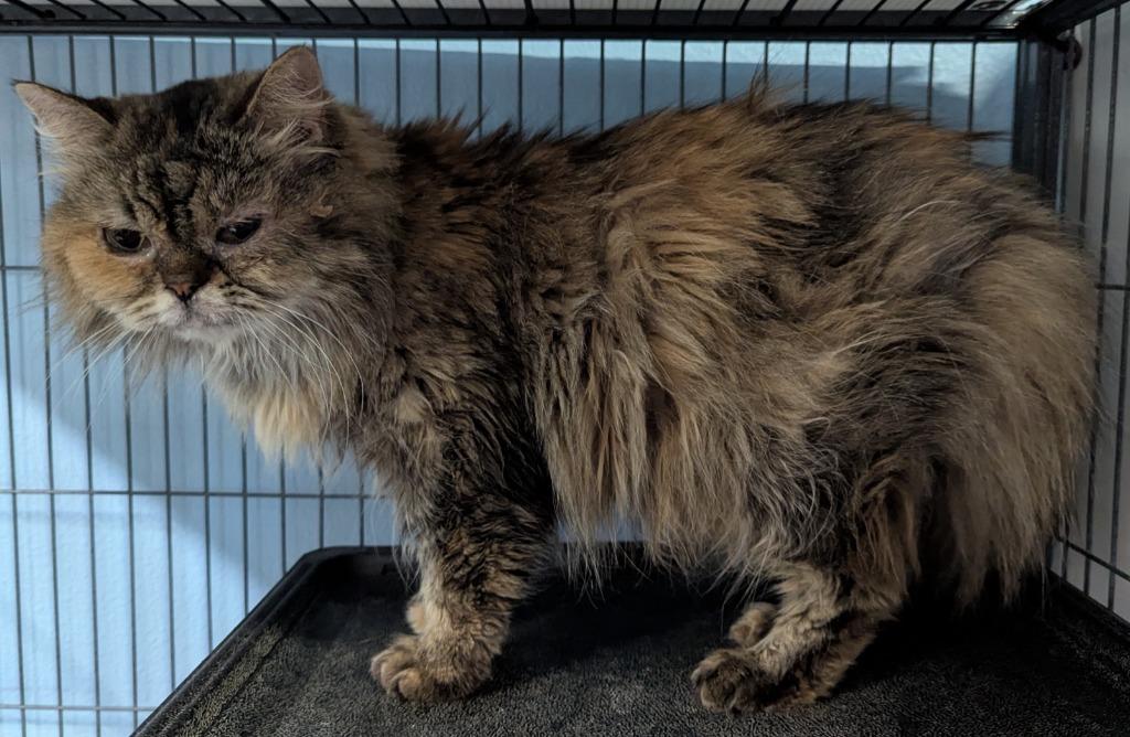 Stassi, Adoptable, Adult Female Persian.