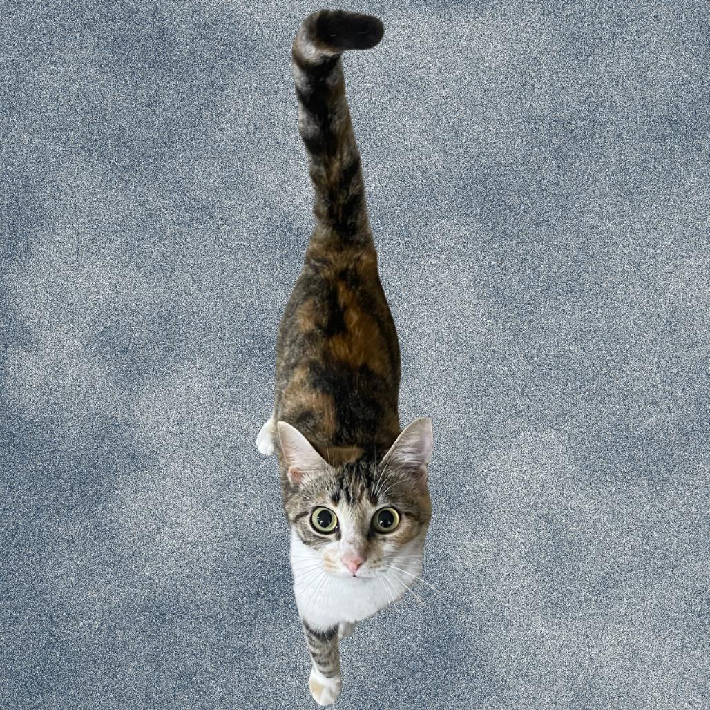 Sabrina, a Adoptable Domestic Short Hair in Donalsonville, GA image 1/2