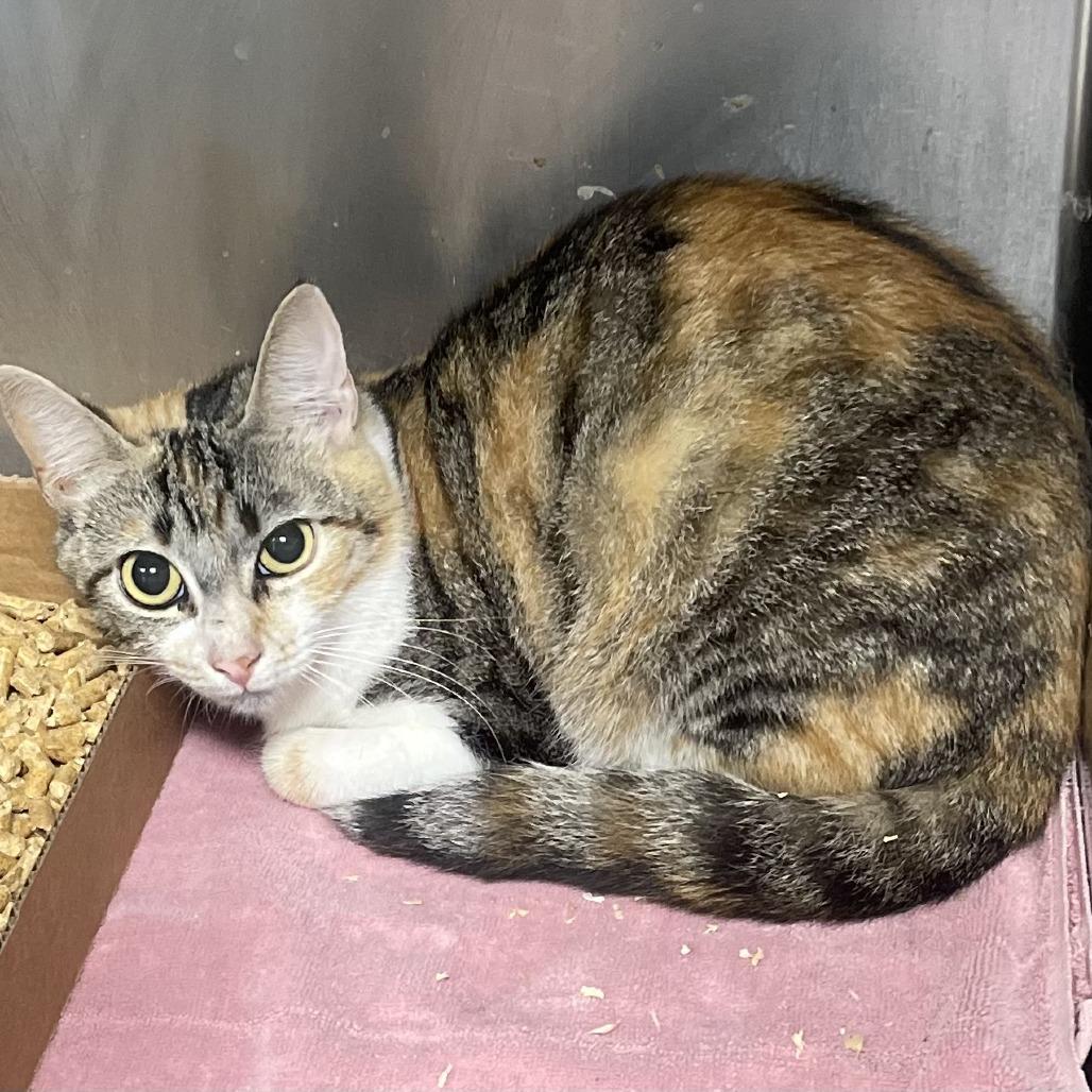 Sabrina, a Adoptable Domestic Short Hair in Donalsonville, GA image 2/2