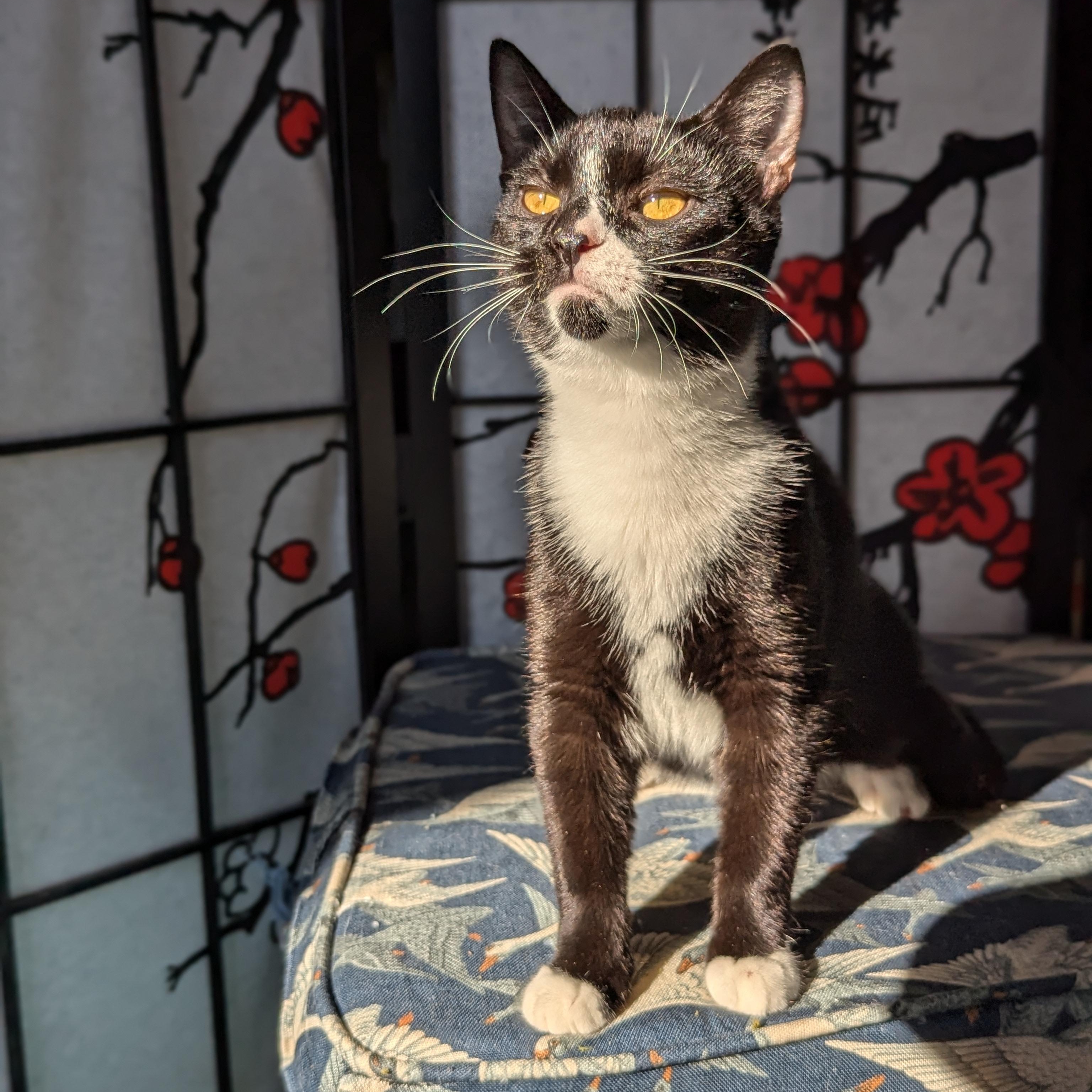 Enlarge Nutmeg (Mr Snuggles), a ADOPTABLE Domestic Short Hair in Atlanta, GA image 2/6