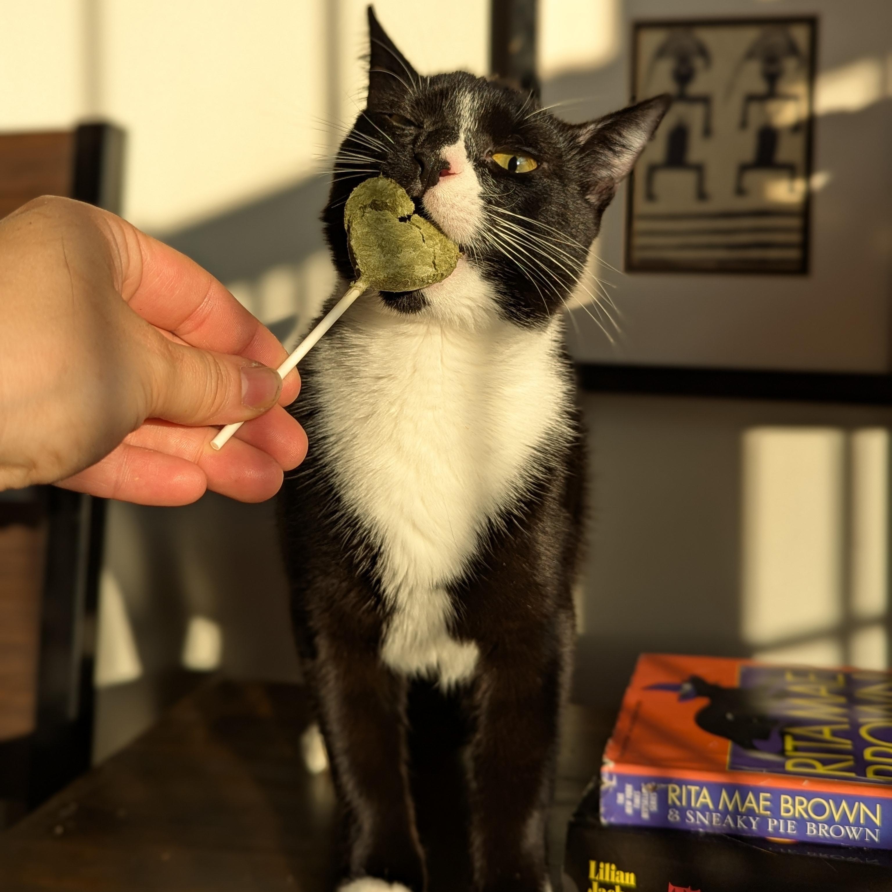 Enlarge Nutmeg (Mr Snuggles), a ADOPTABLE Domestic Short Hair in Atlanta, GA image 4/6