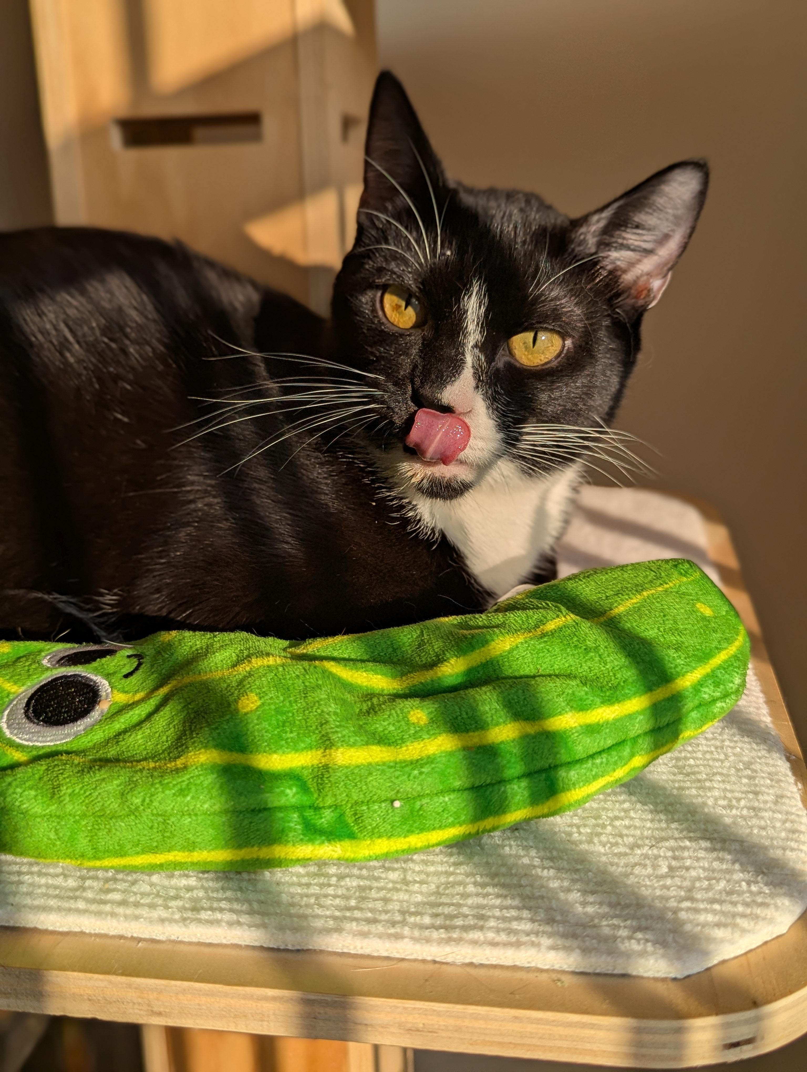 Enlarge Nutmeg (Mr Snuggles), a ADOPTABLE Domestic Short Hair in Atlanta, GA image 5/6