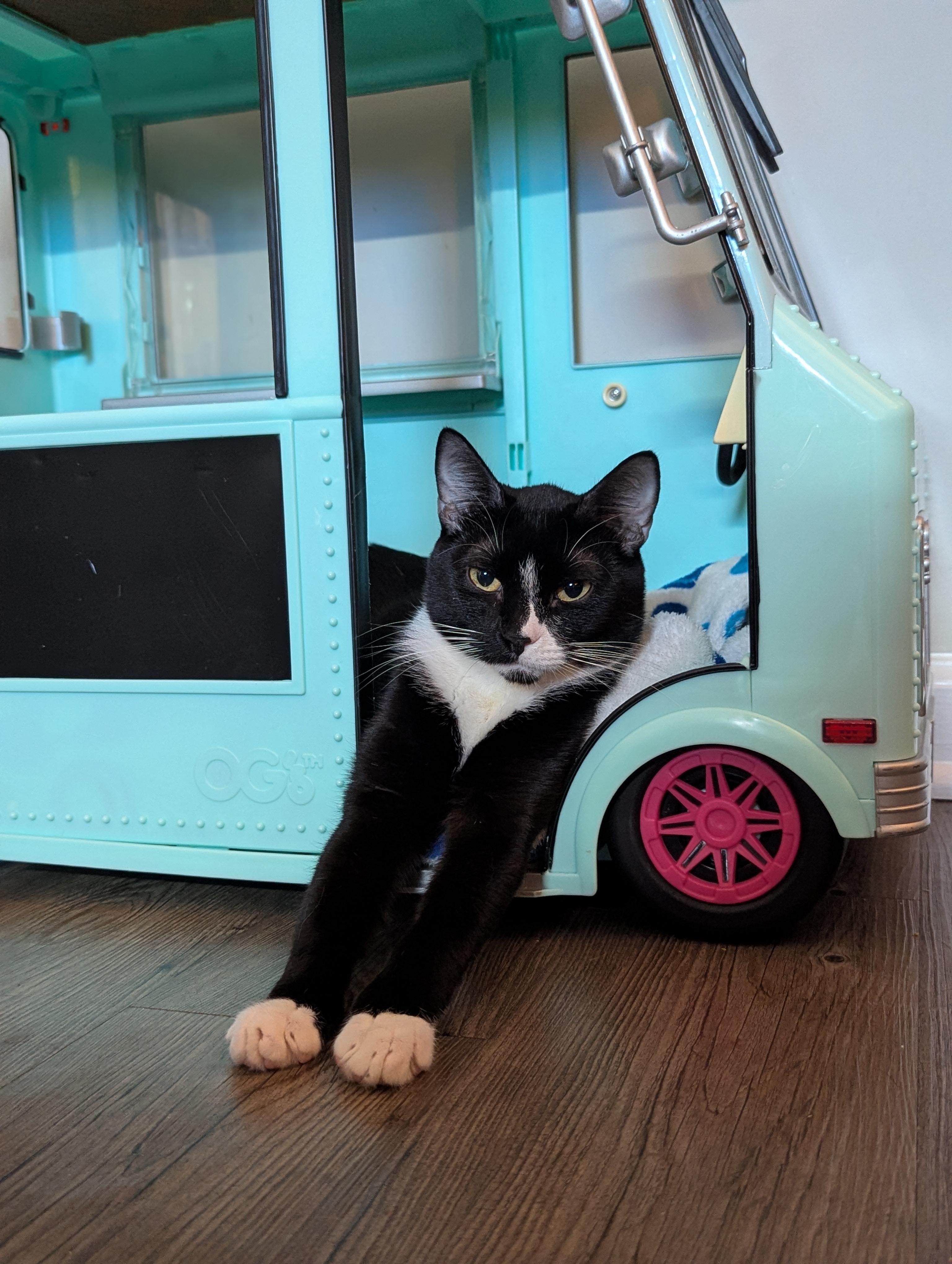 Nutmeg (Mr Snuggles), ADOPTABLE, Kitten Male Domestic Short Hair.