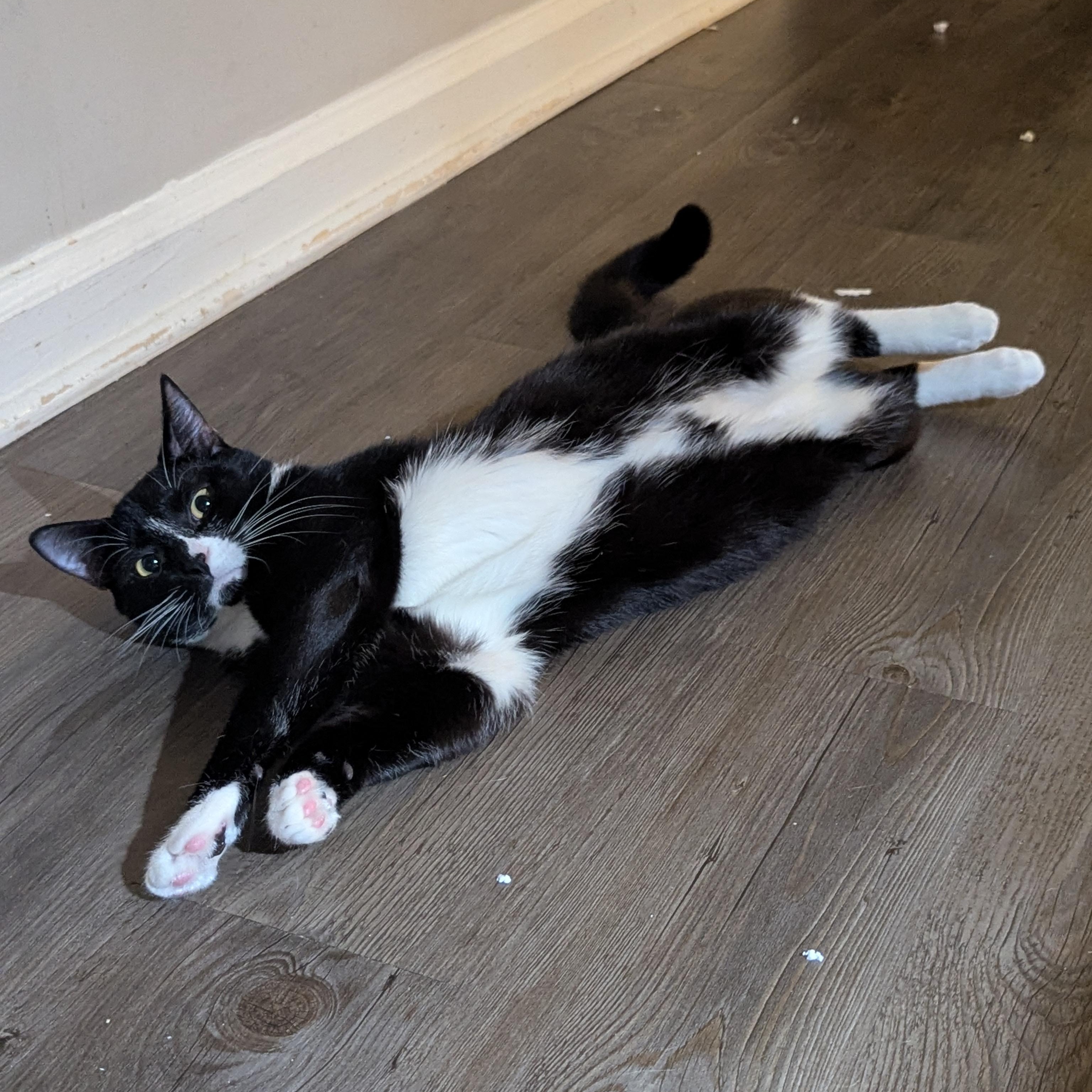 Enlarge Nutmeg (Mr Snuggles), a ADOPTABLE Domestic Short Hair in Atlanta, GA image 3/6