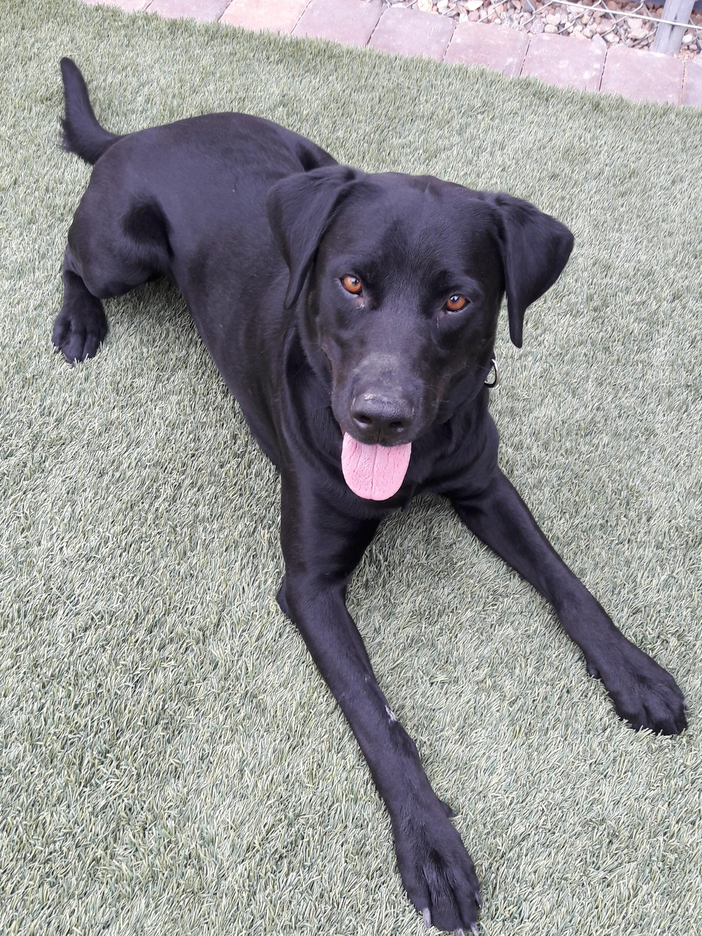 Enlarge Astro, a Adoptable Black Labrador Retriever in Mesquite, NV image 3/4