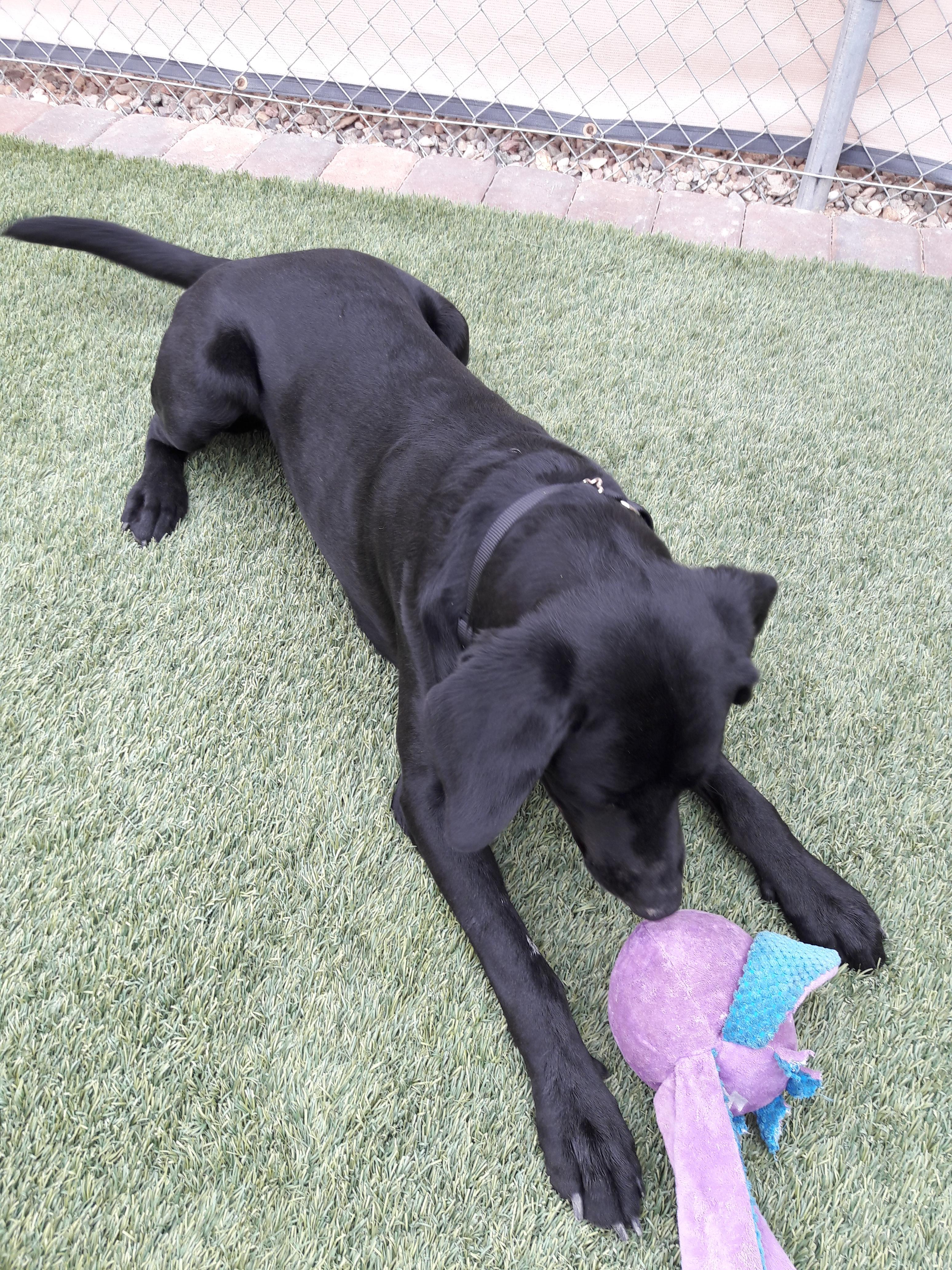 Enlarge Astro, a Adoptable Black Labrador Retriever in Mesquite, NV image 4/4