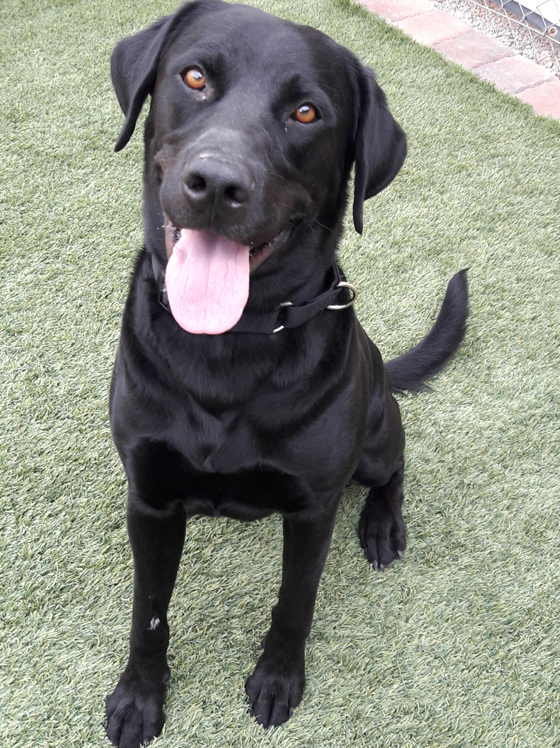 Enlarge Astro, a Adoptable Black Labrador Retriever in Mesquite, NV image 1/4