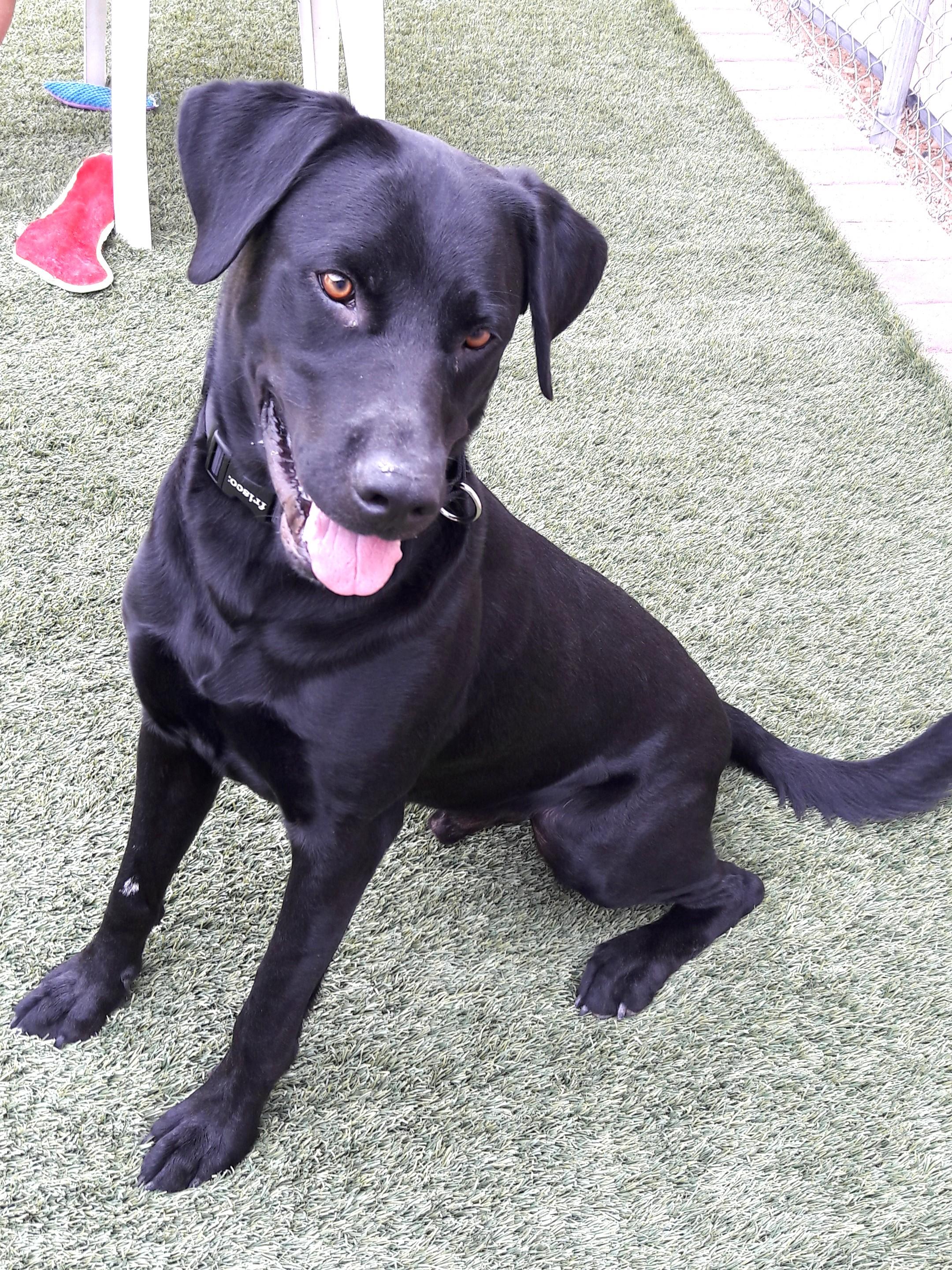 Enlarge Astro, a Adoptable Black Labrador Retriever in Mesquite, NV image 2/4