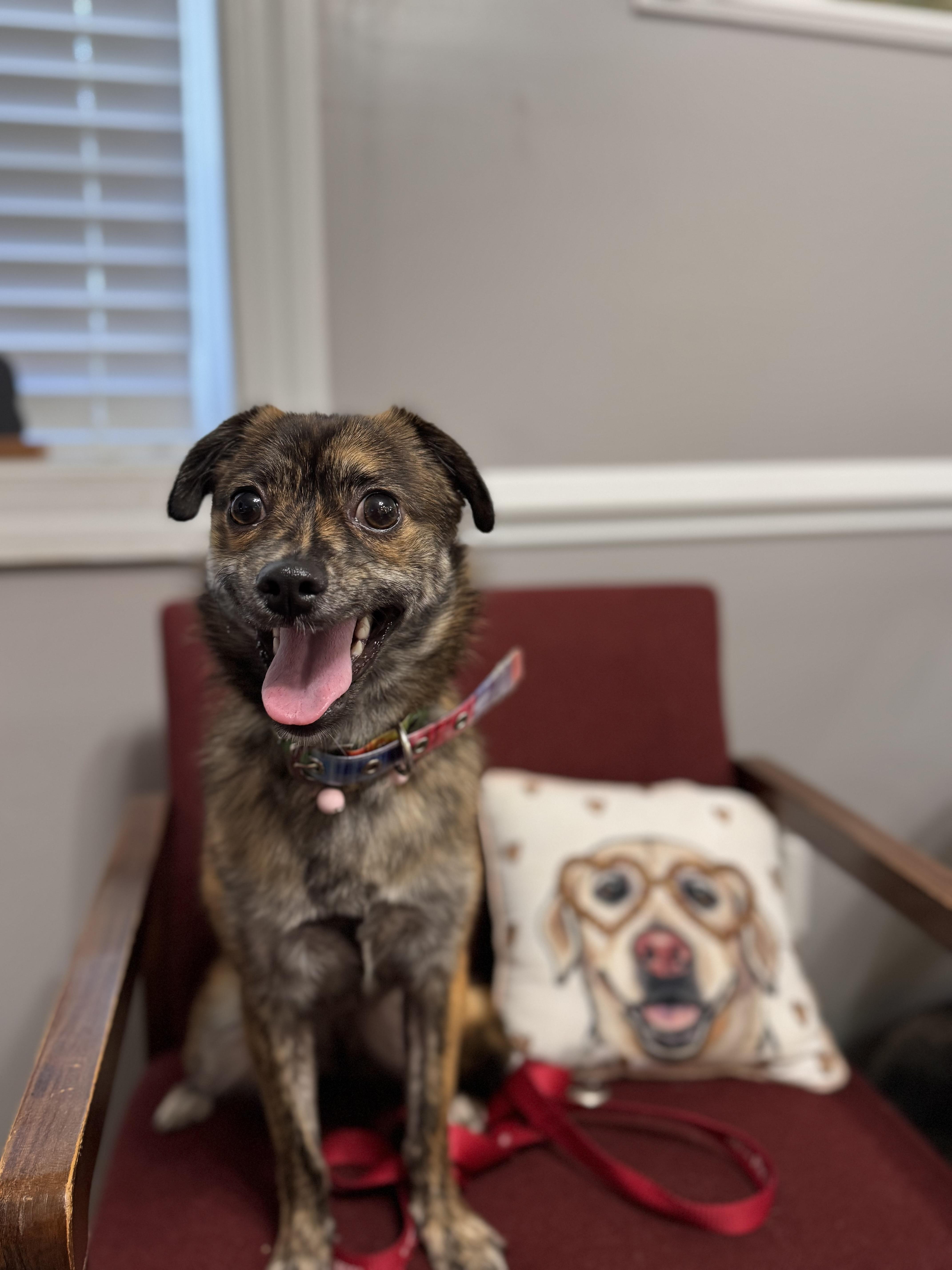 Sady, Adopted, Young Female Chihuahua & Pomeranian.