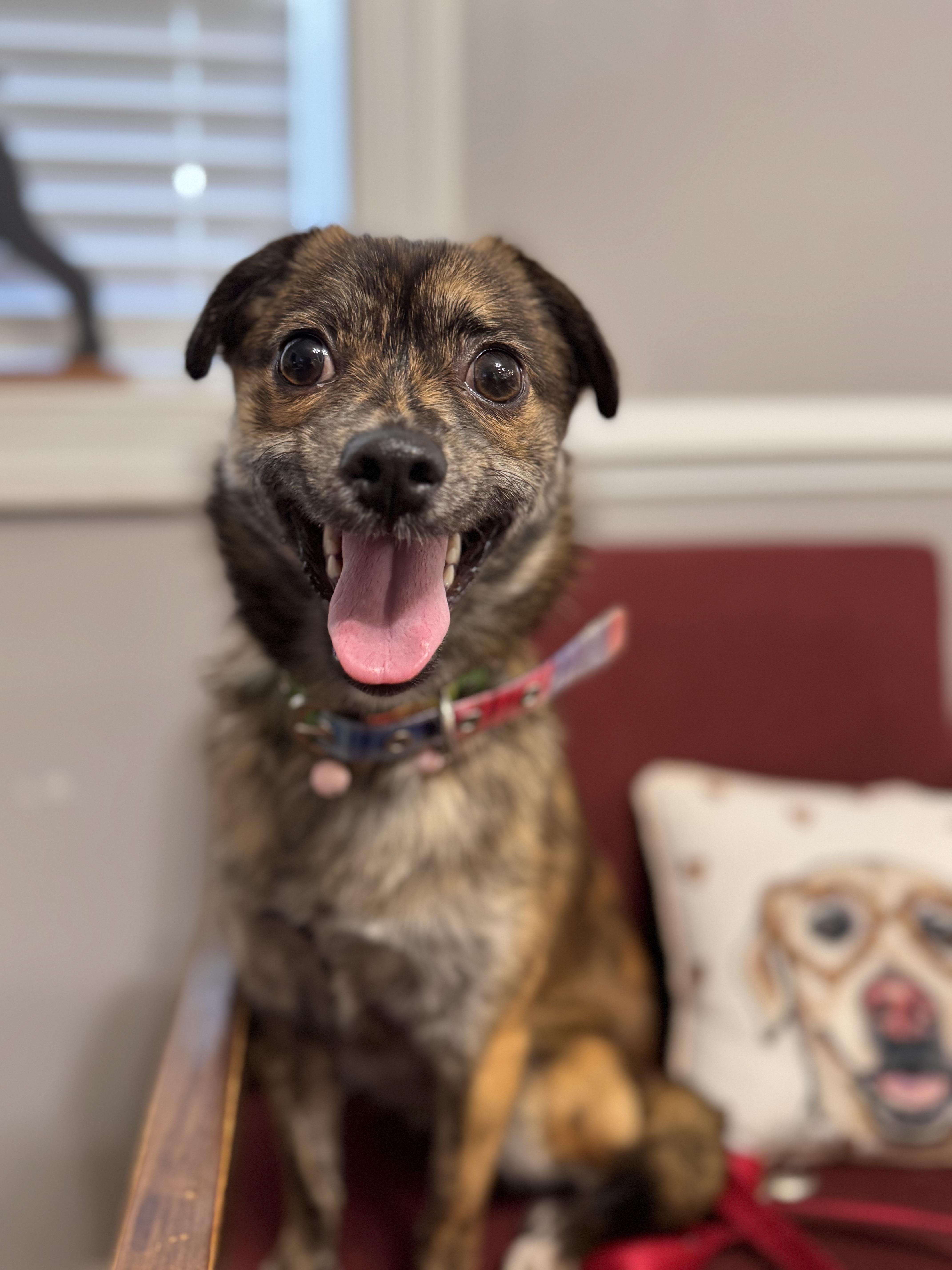 Sady, a Adopted mixed breed in Emporia, VA image 2/3