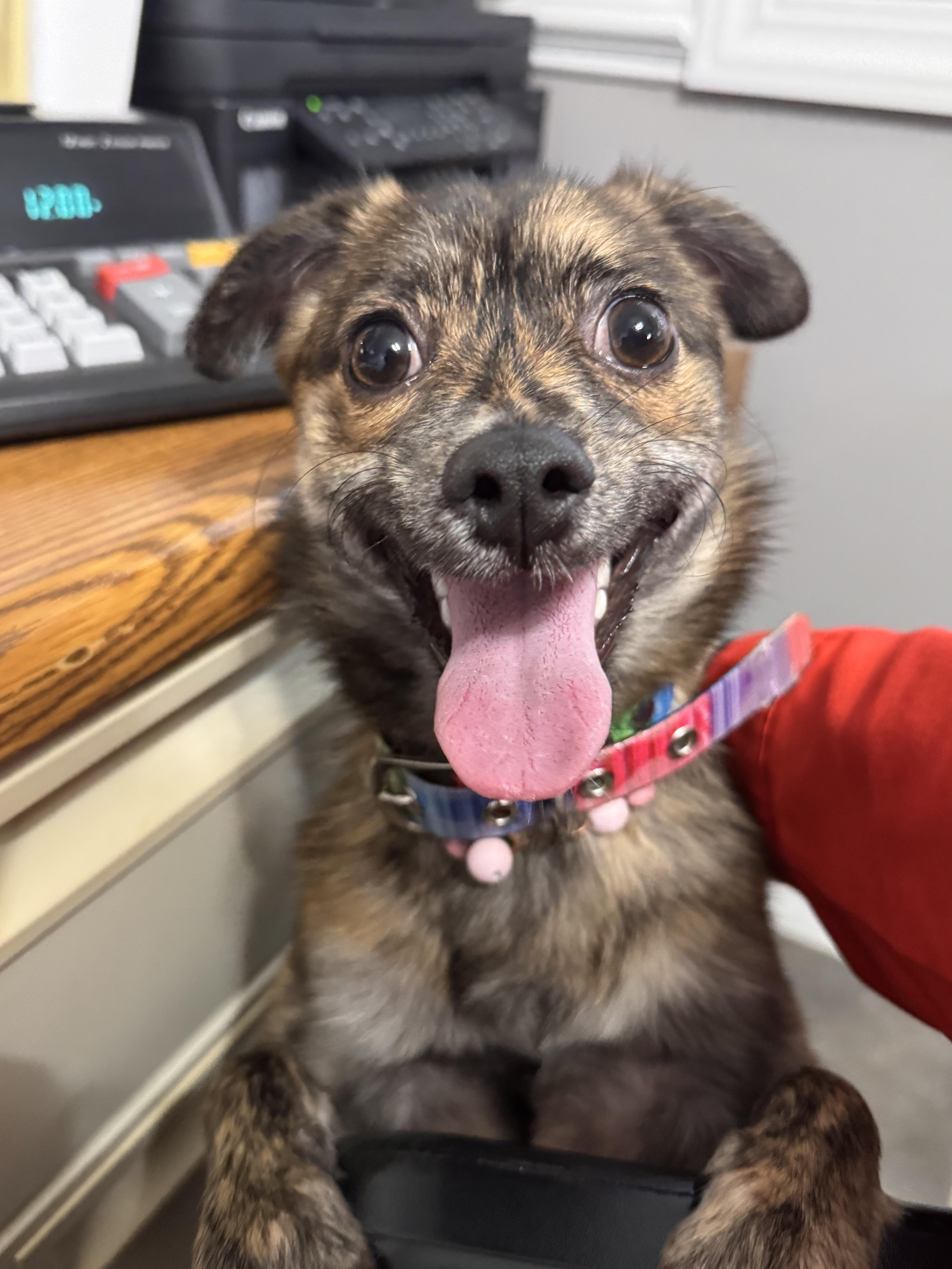 Sady, a Adopted mixed breed in Emporia, VA image 3/3