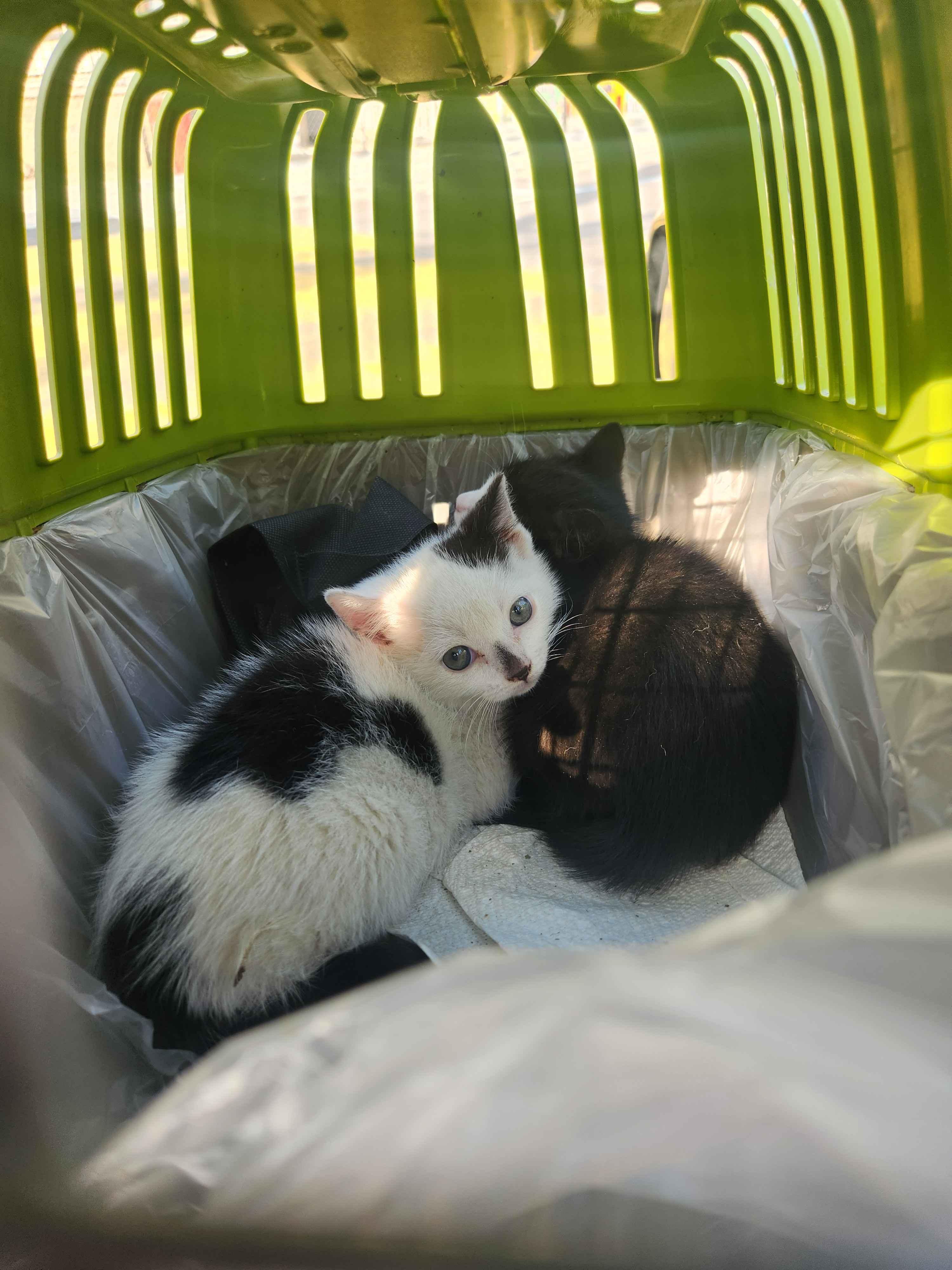 Yin & Yang, a ADOPTABLE American Shorthair in Florham Park, NJ image 2/6