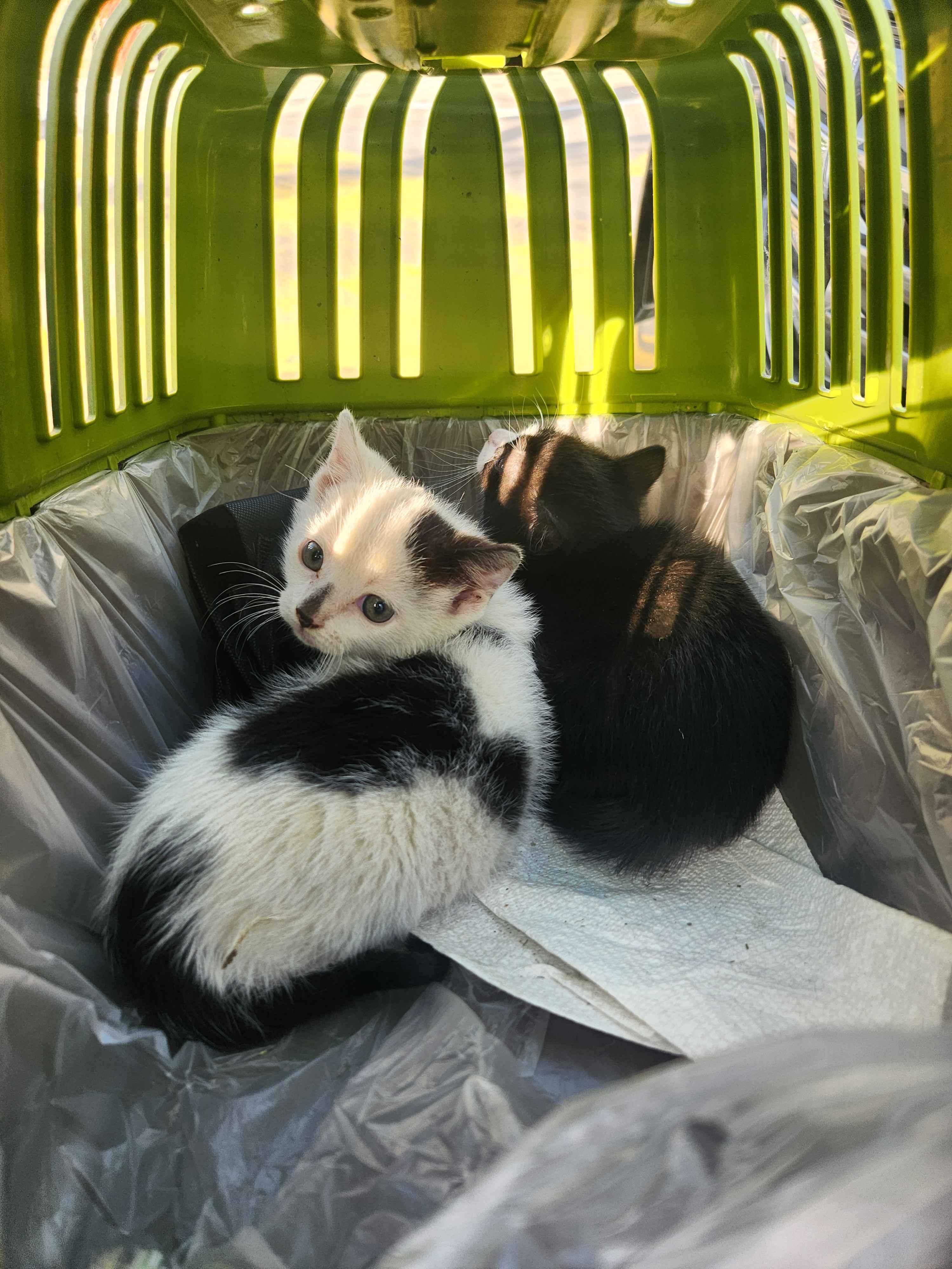 Yin & Yang, a ADOPTABLE American Shorthair in Florham Park, NJ image 5/6