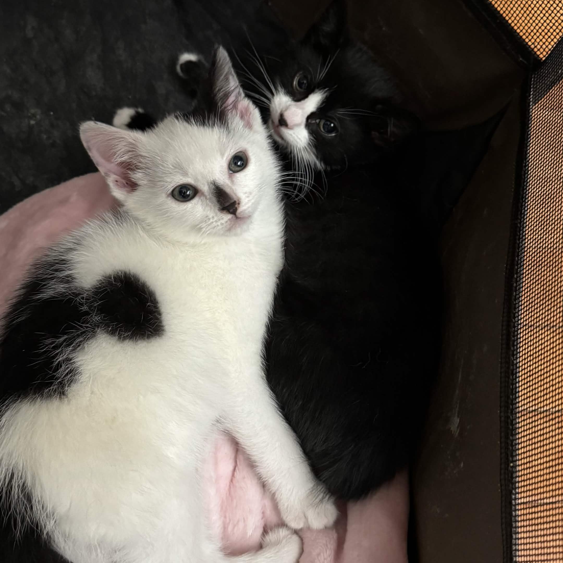 Yin & Yang, a ADOPTABLE American Shorthair in Florham Park, NJ image 1/6