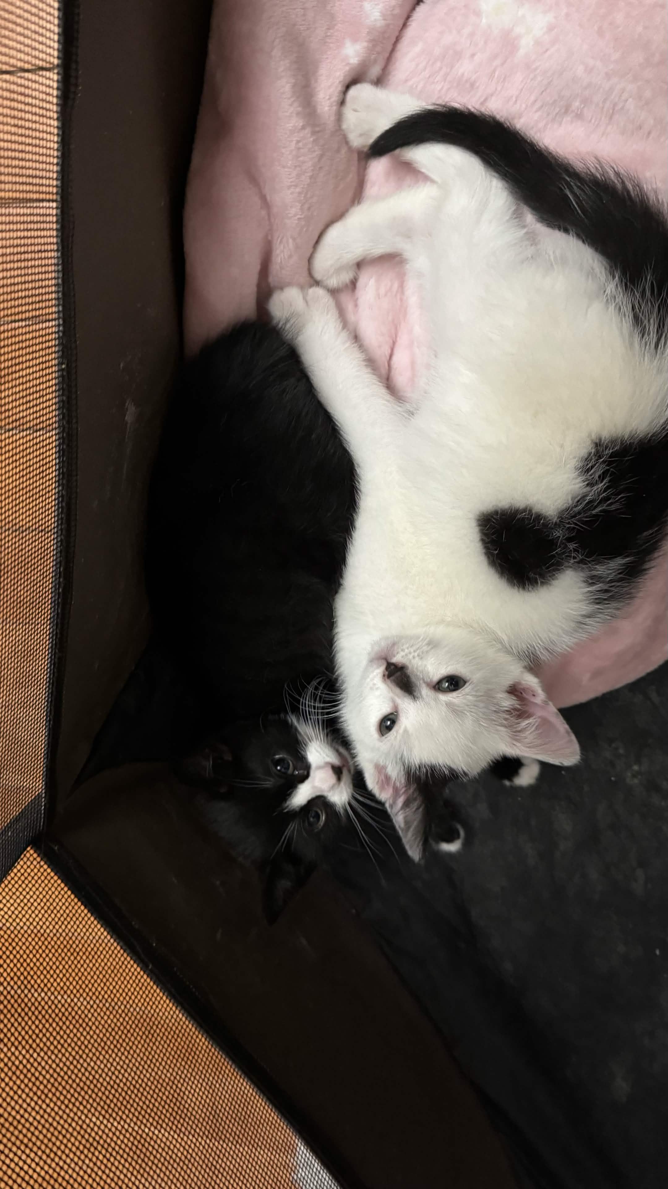 Yin & Yang, a ADOPTABLE American Shorthair in Florham Park, NJ image 6/6
