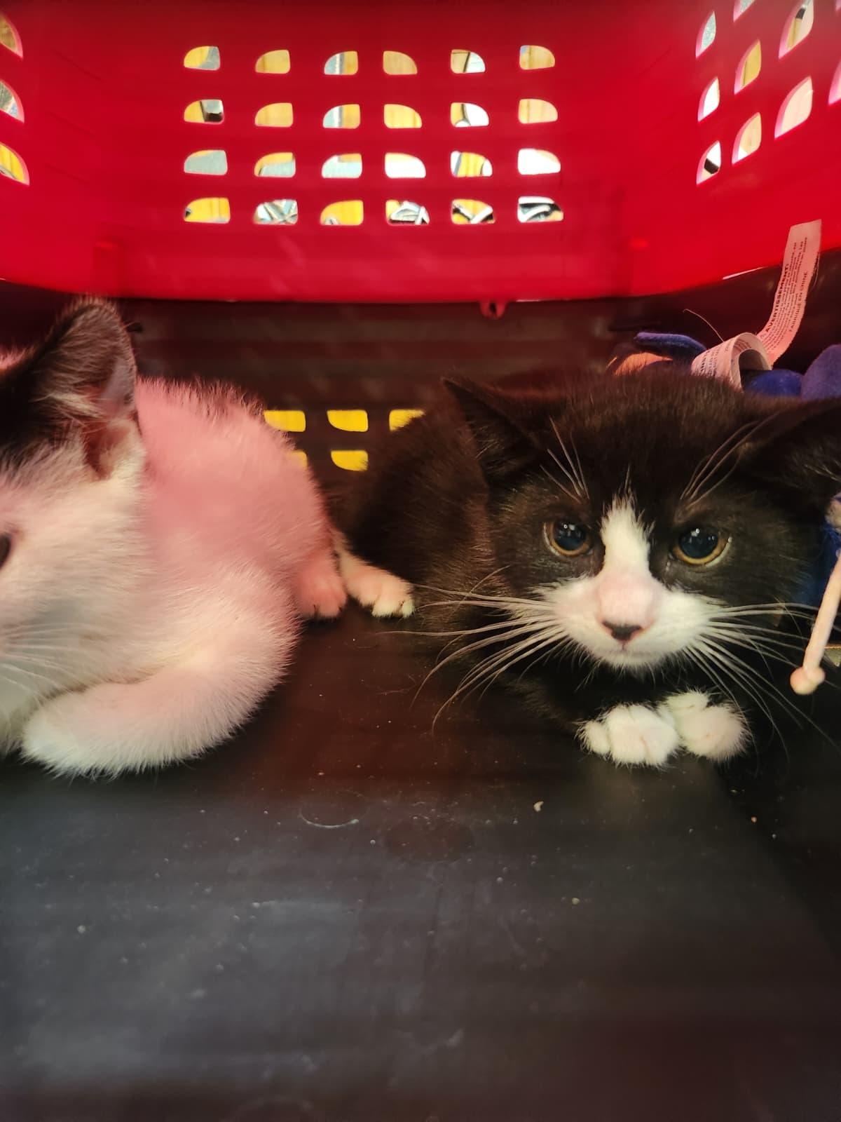 Yin & Yang, a ADOPTABLE American Shorthair in Florham Park, NJ image 3/6