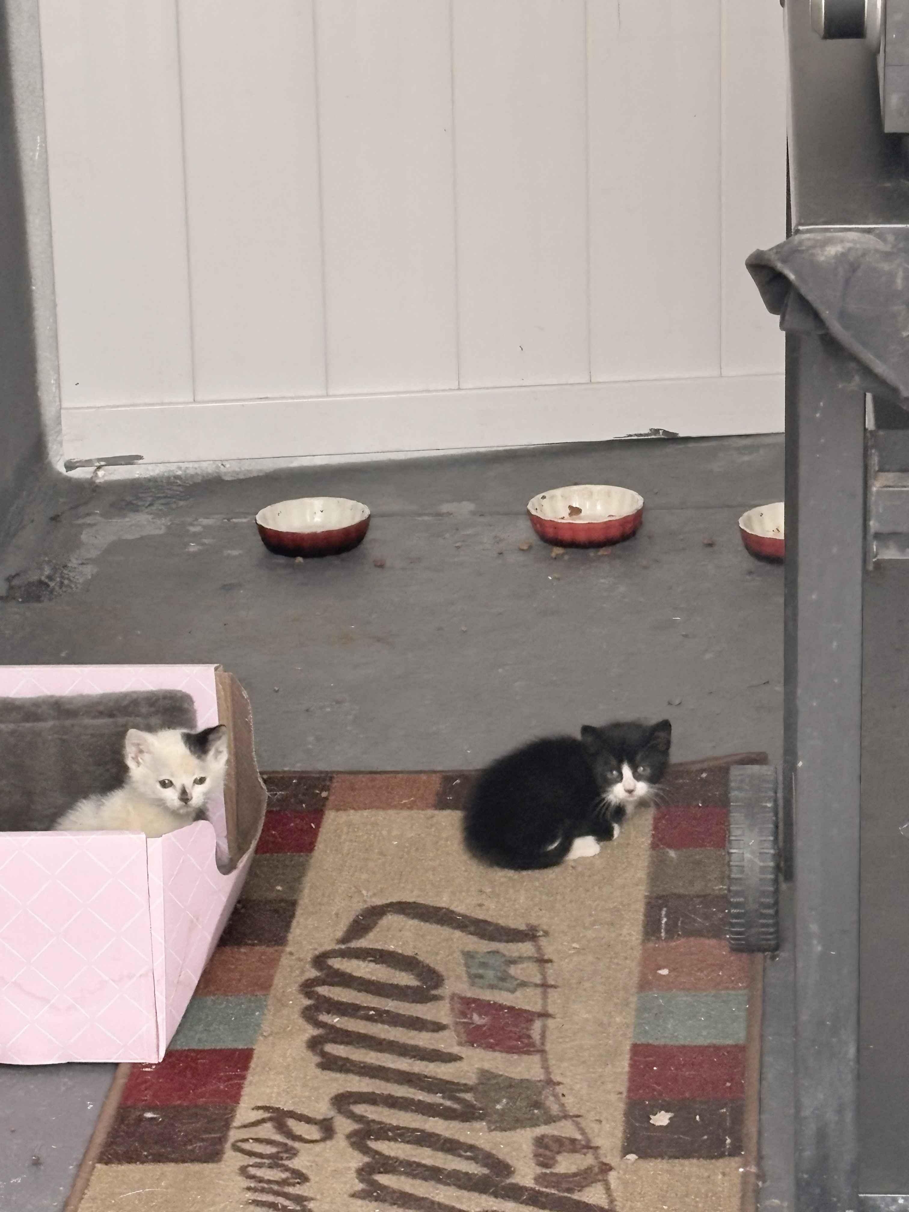 Yin & Yang, a ADOPTABLE American Shorthair in Florham Park, NJ image 4/6