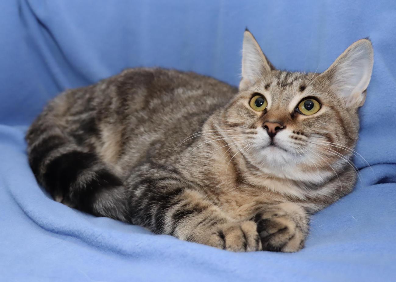 Enlarge Vivianna, a Adoptable Domestic Short Hair in Euclid, OH image 6/6