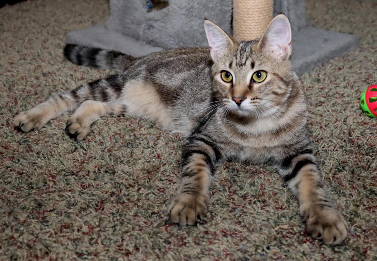 Enlarge Vivianna, a Adoptable Domestic Short Hair in Euclid, OH image 4/6