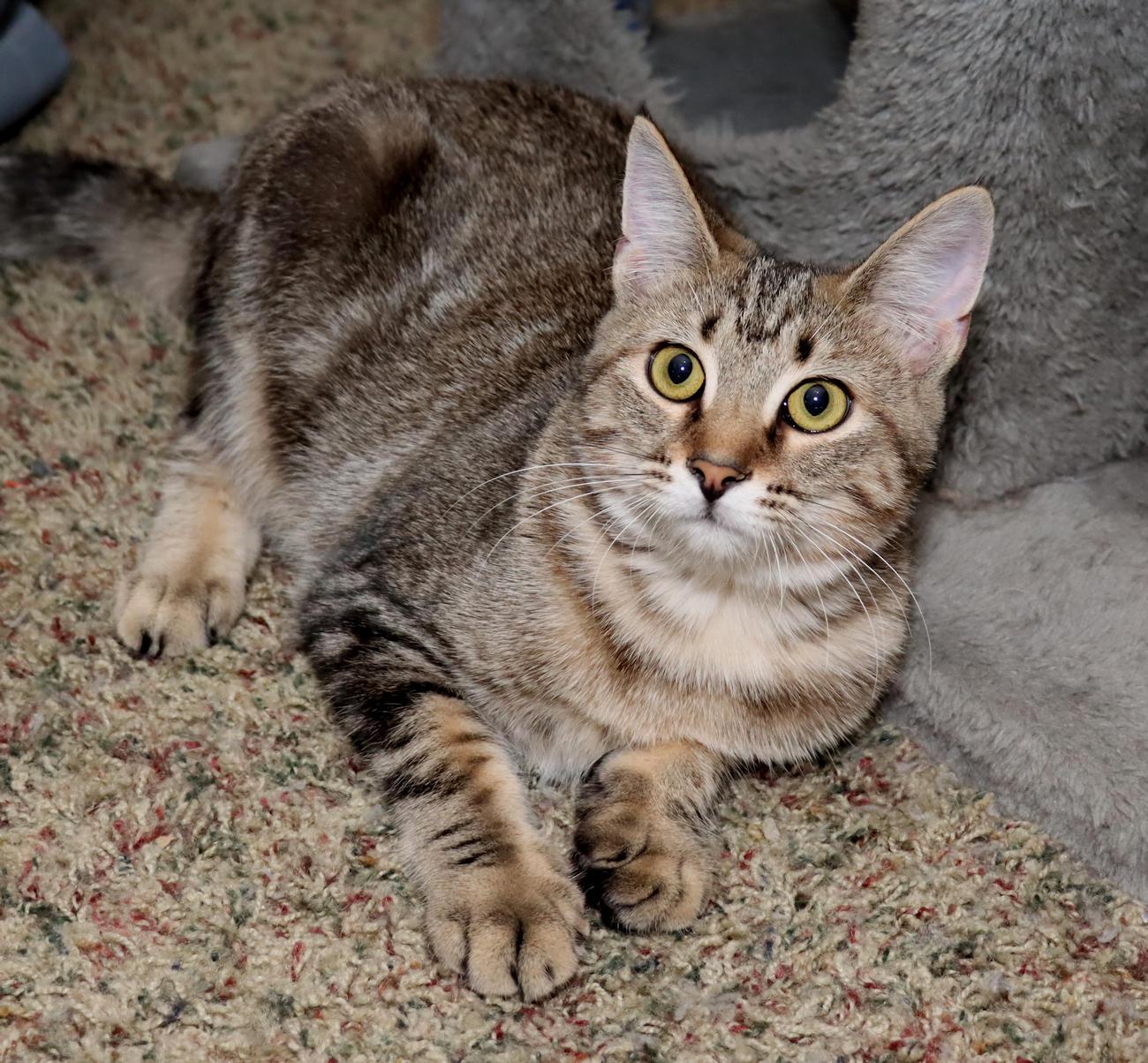 Enlarge Vivianna, a Adoptable Domestic Short Hair in Euclid, OH image 5/6