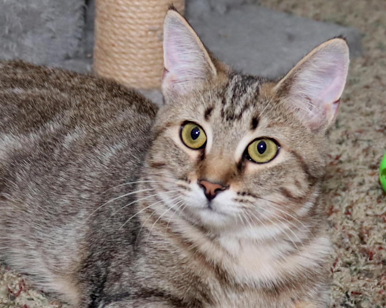 Vivianna, Adoptable, Kitten Female Domestic Short Hair.