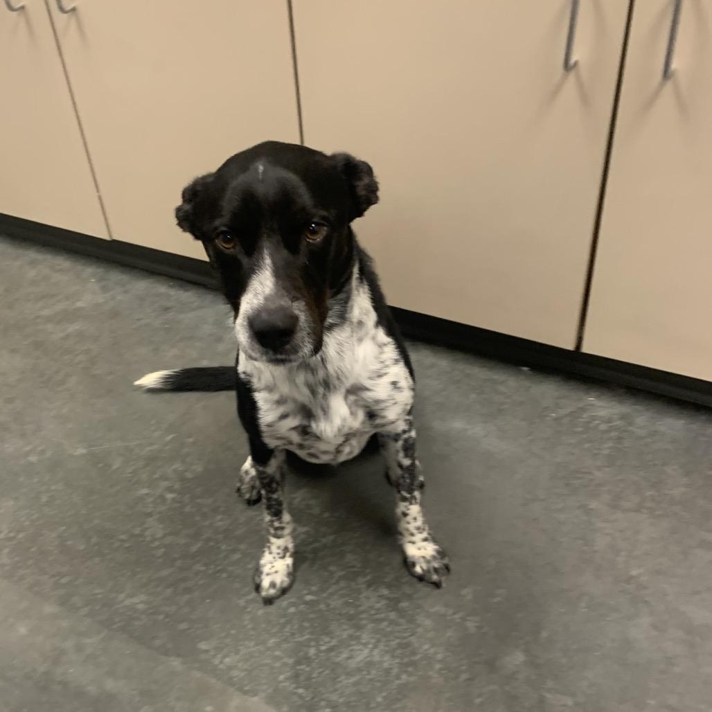 Enlarge Remi, a Adoptable Mixed Breed in Dickinson, TX image 1/3