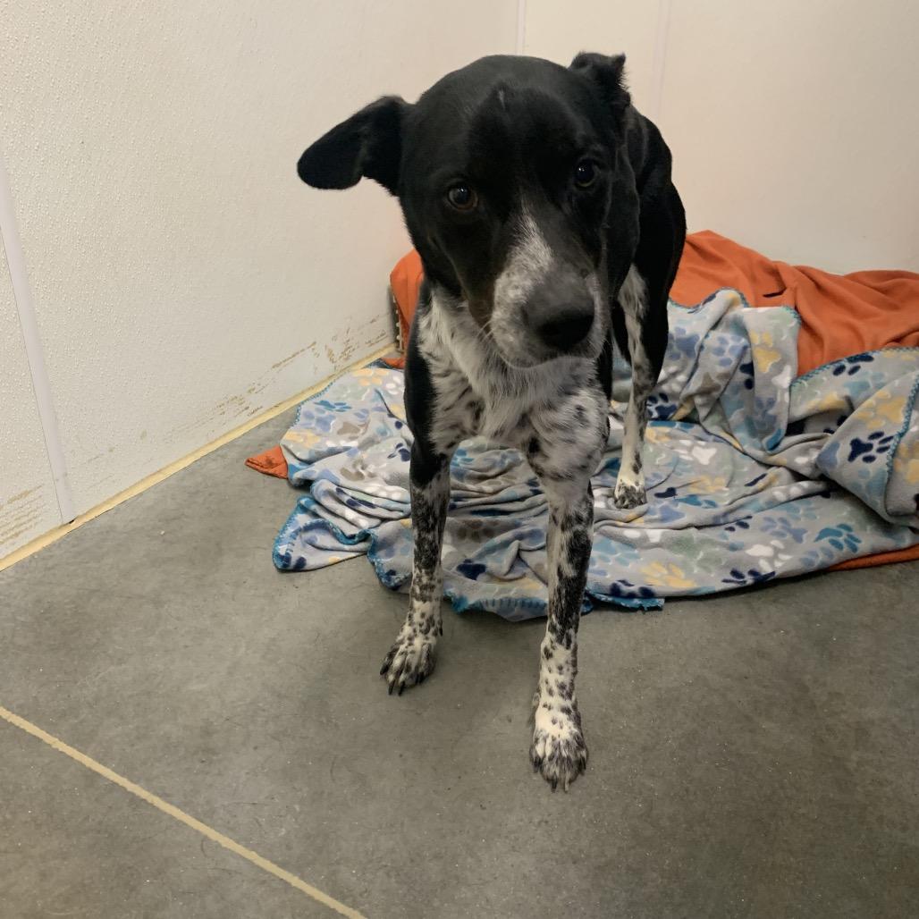 Enlarge Remi, a Adoptable Mixed Breed in Dickinson, TX image 2/3