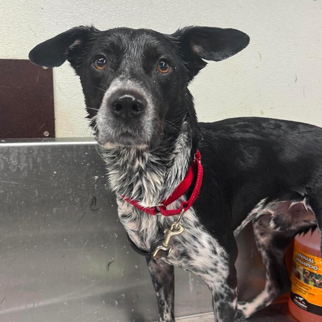 Enlarge Remi, a Adoptable Mixed Breed in Dickinson, TX image 3/3