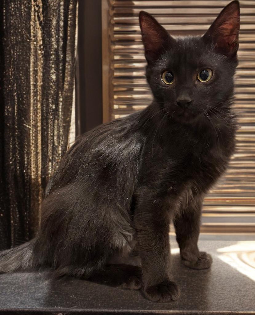 Enlarge Sir Sammy of the Storm Drain, a Adoptable Domestic Long Hair in Boston, MA image 1/4