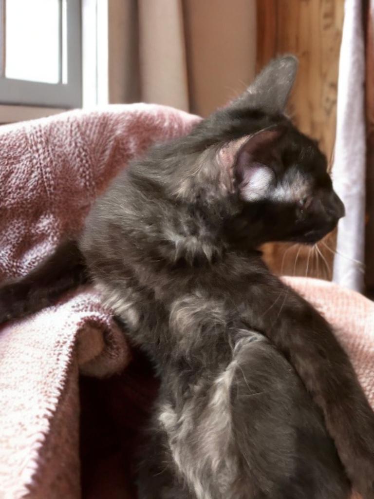 Enlarge Sir Sammy of the Storm Drain, a Adoptable Domestic Long Hair in Boston, MA image 4/4